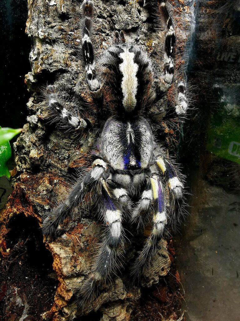768x1024 The Majestic Ornamental: Unveiling the Beauty and Mystery of Poecilotheria regalis