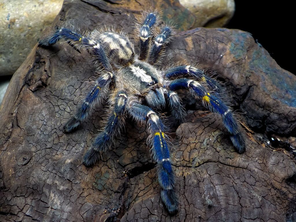 1024x768 Poecilotheria metallica (Gooty Sapphire)