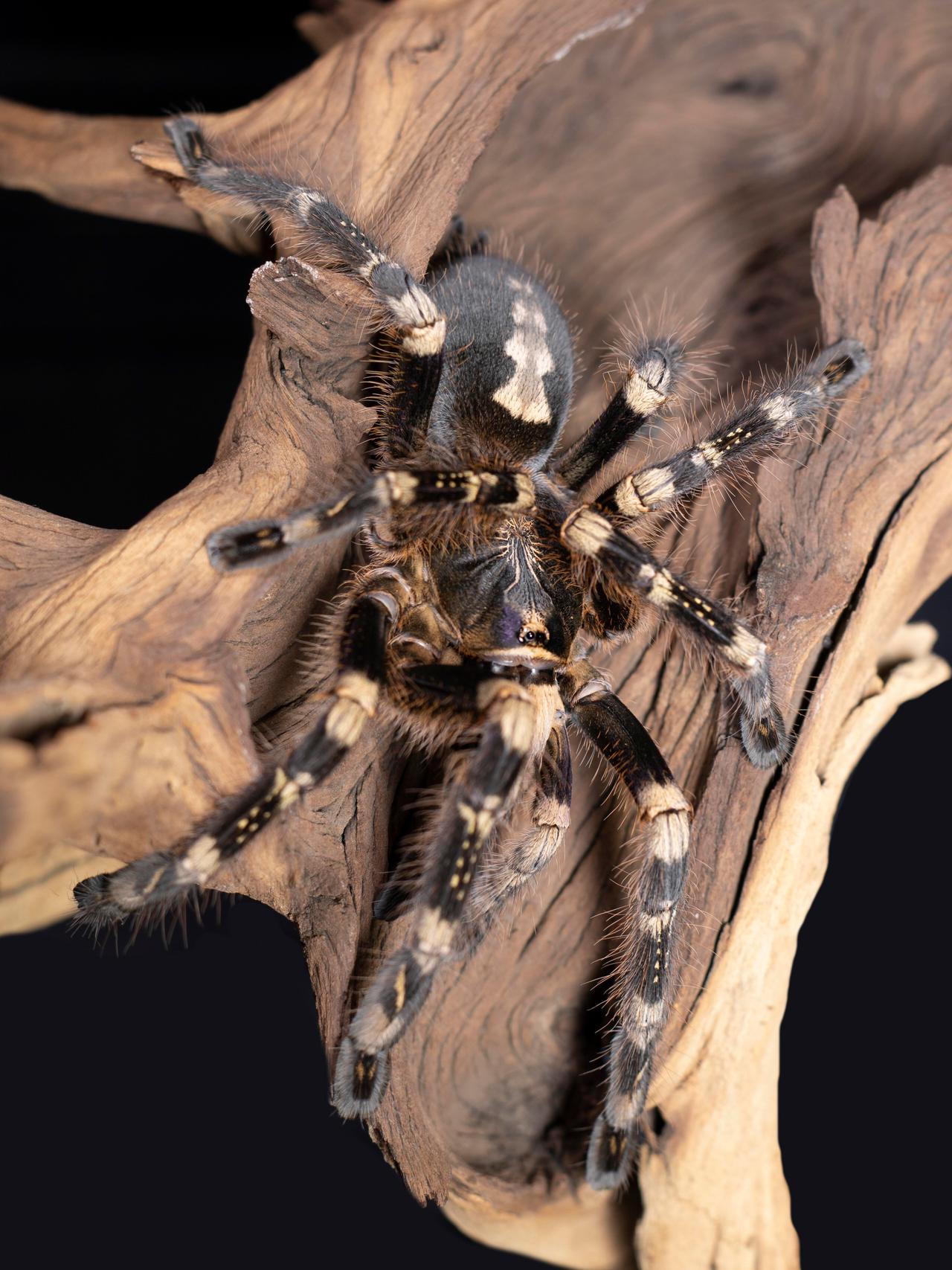 1280x1707 Indian Ornamental Tarantula (Poecilotheria regalis). KÜRE Encyclopedia