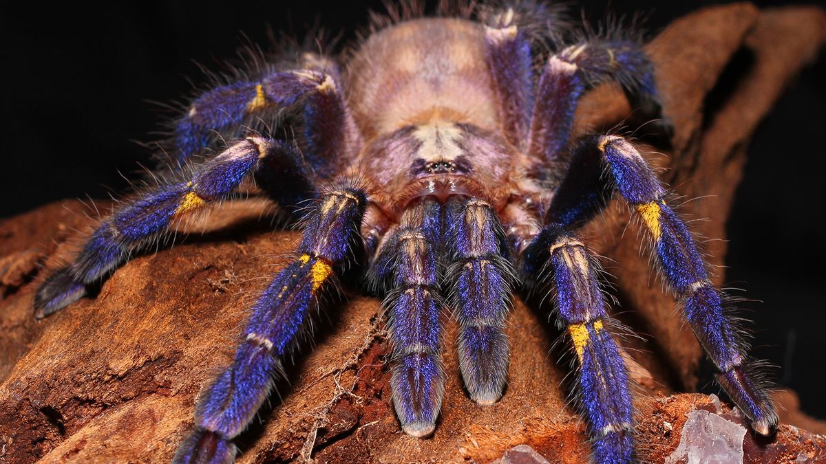 1200x675 Nobody Knows Why the Peacock Tarantula Is Blue