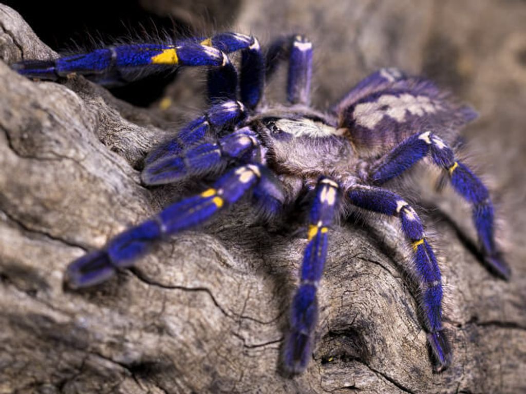 1024x768 Poecilotheria metallica (Gooty sapphire ornamental tarantula)