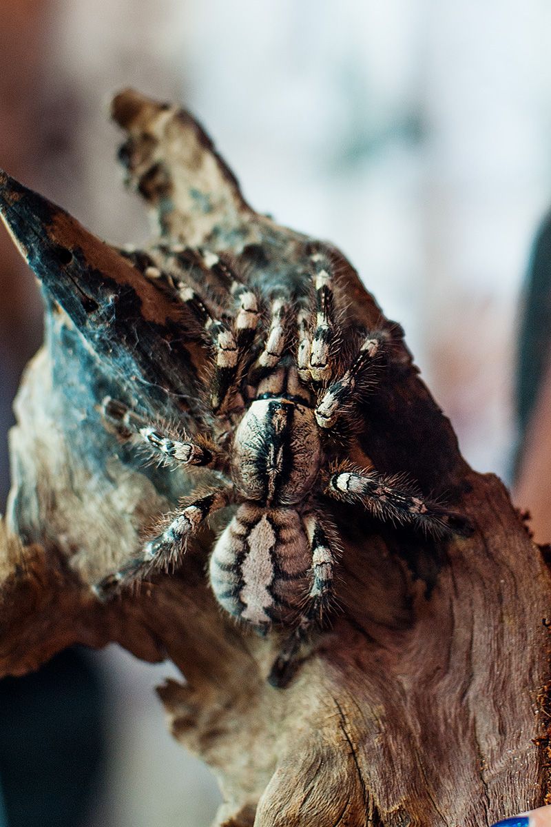 800x1200 Indian Ornamental Tarantula