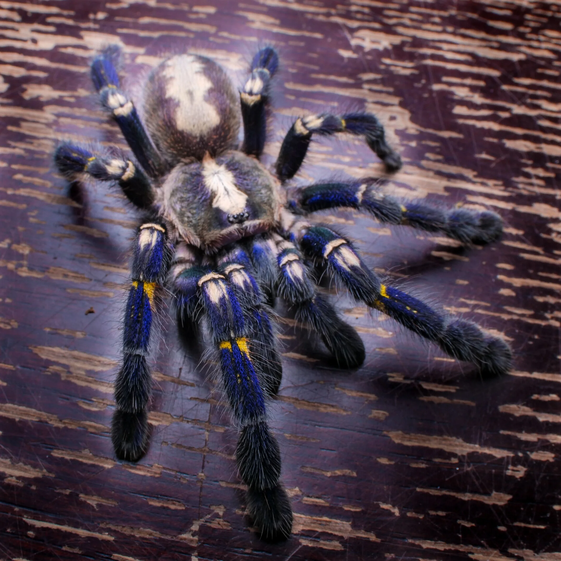 2139x2140 Gooty Sapphire Ornamental Tarantula (Poecilotheria metallica) Care