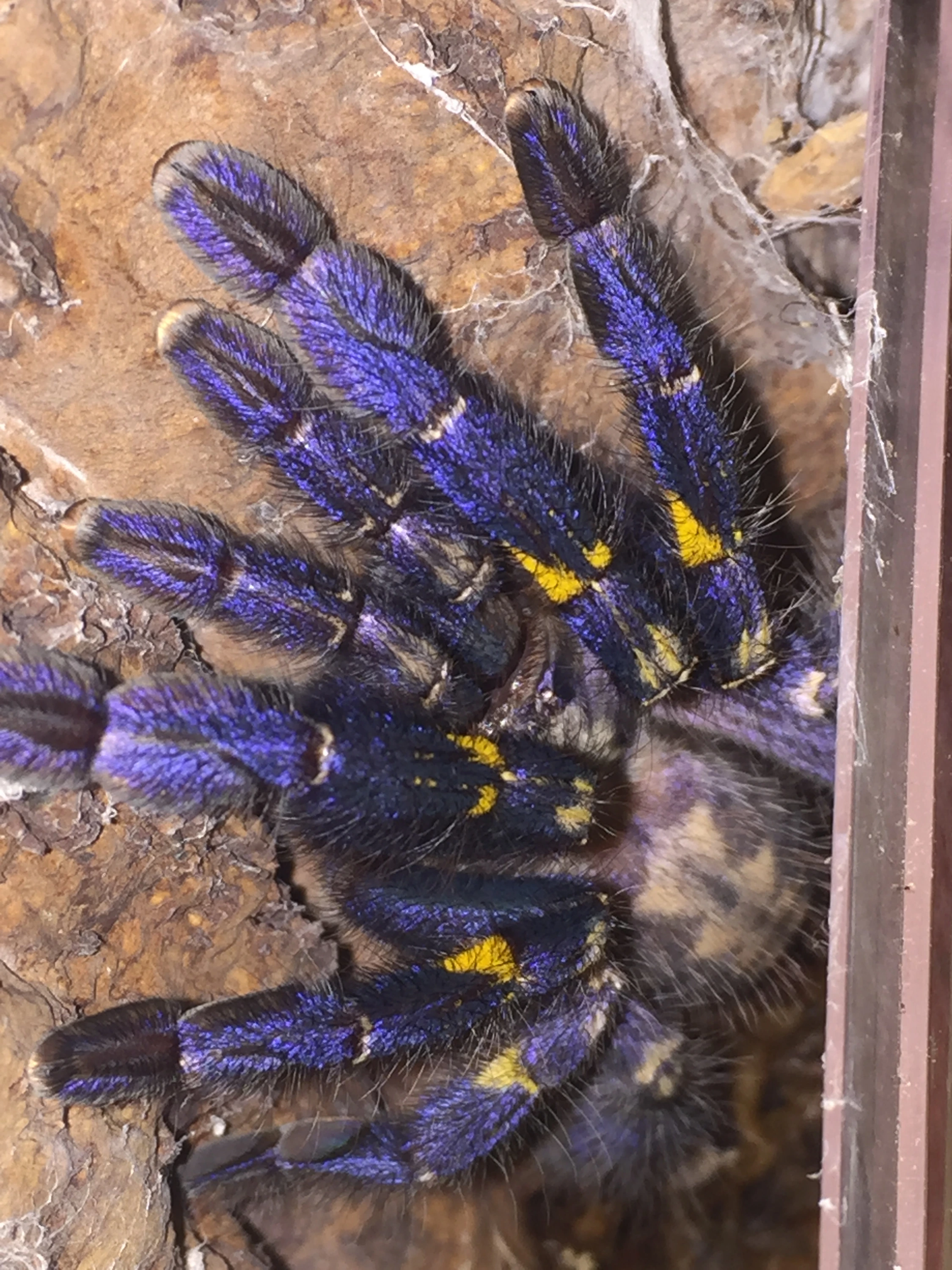 2250x3000 Gooty Sapphire Poecilotheria Metallica 1 1.5” Tarantulas By Crystal Palace Exotics