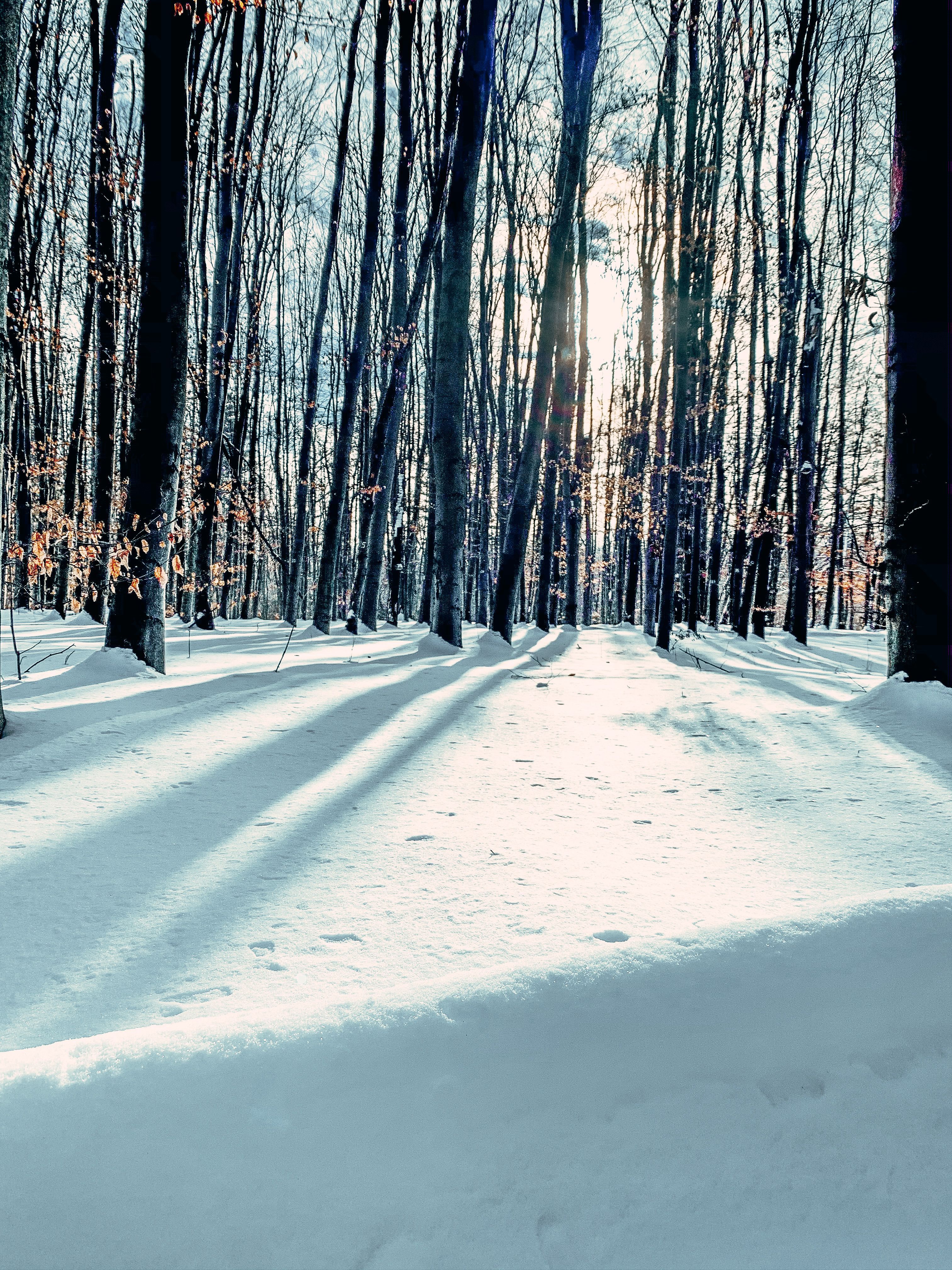 3024x4032 Serene Winter Forest with Sunlit Snow in Ukraine · Free