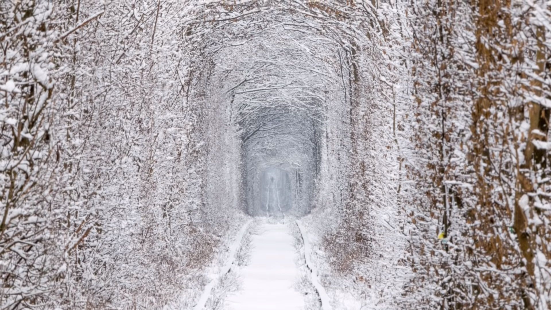 1920x1080 Tunnel of Love at wintertime (Ukraine)