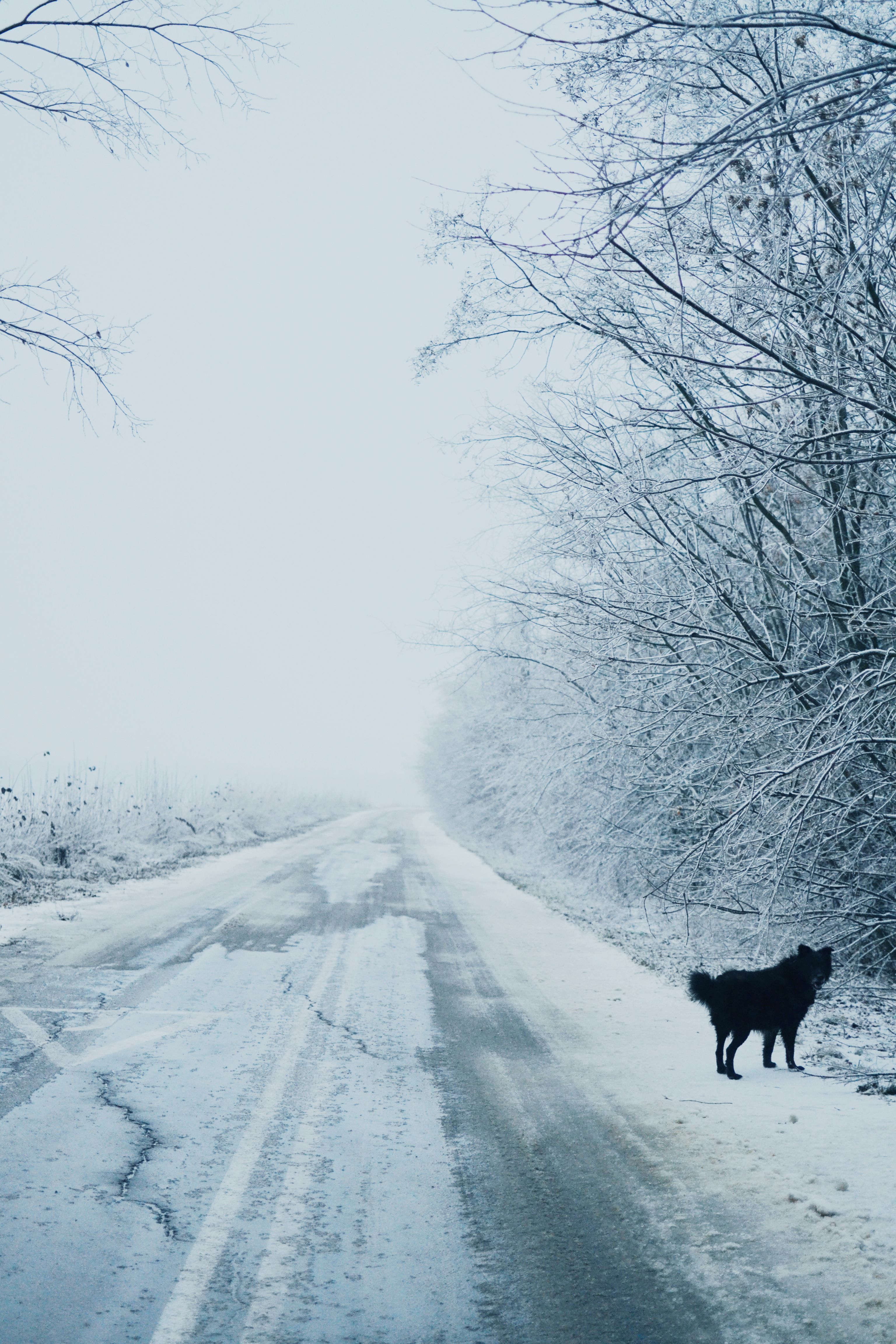 3072x4608 Winter Walk In Ukrainian Snow Covered Orchard · Free
