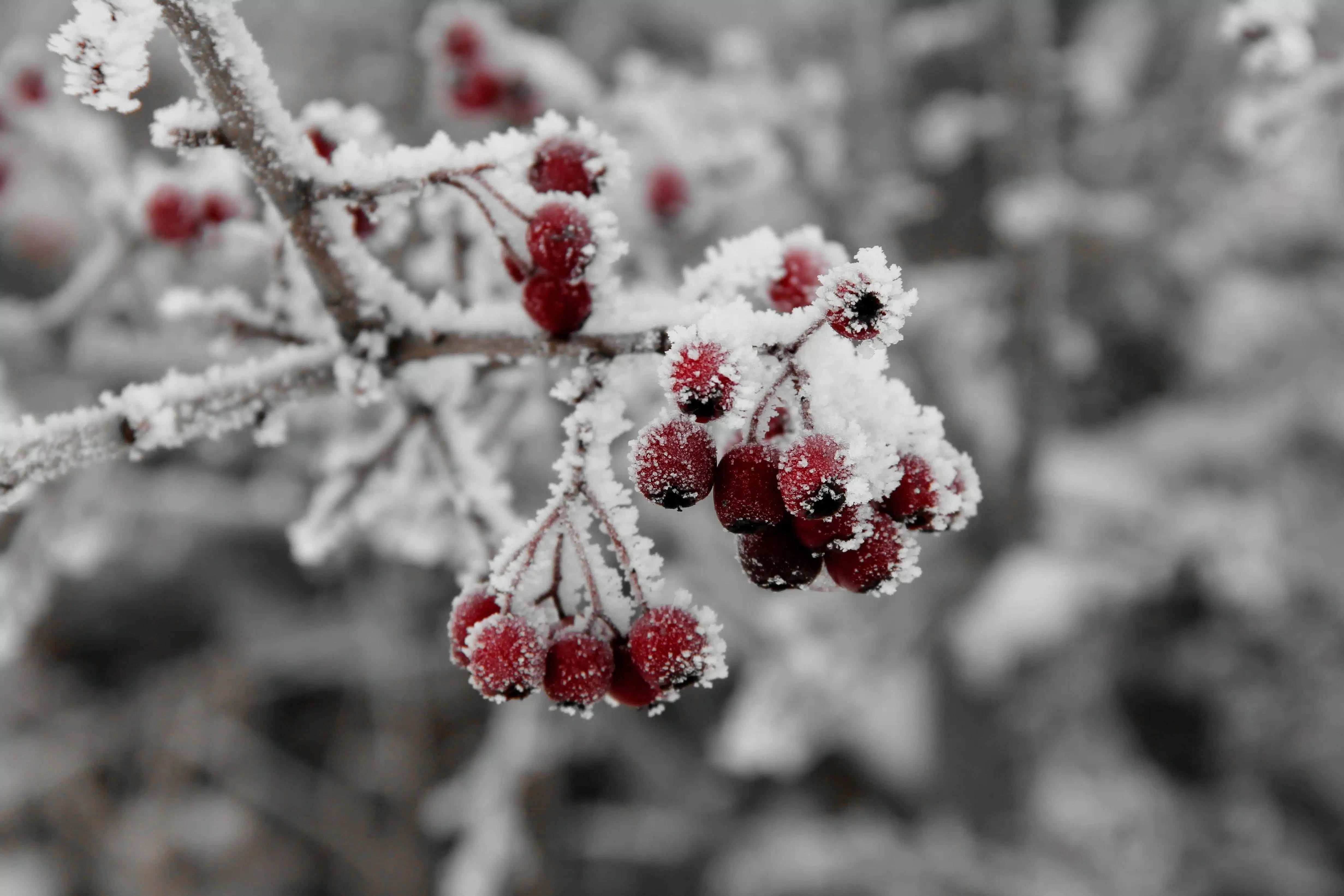 4924x3283 Ukraine Winter Weather Forecast 2025 2026: Tourist Guide. Carpathians & Cities