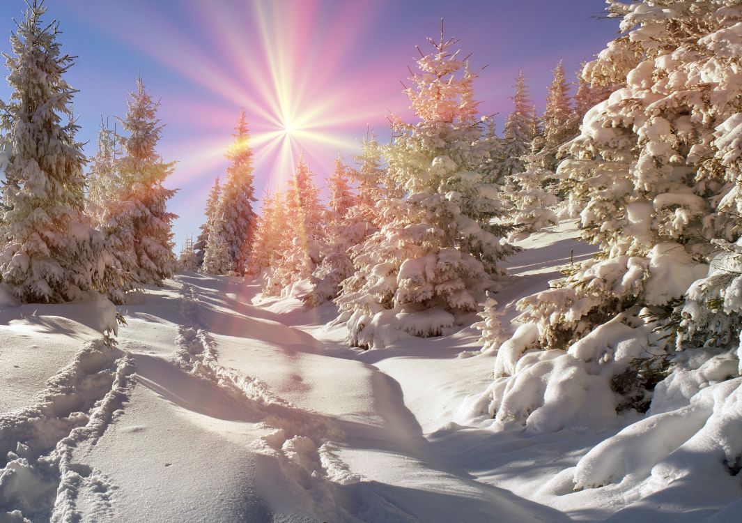 1065x750 Wallpaper Snow Covered Trees Under Blue Sky During Daytime, Background Free Image
