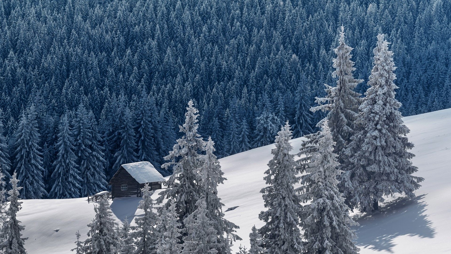 1920x1080 Winter mountain landscape with hut among snowy trees, Carpathians, Ukraine. Windows Spotlight Image