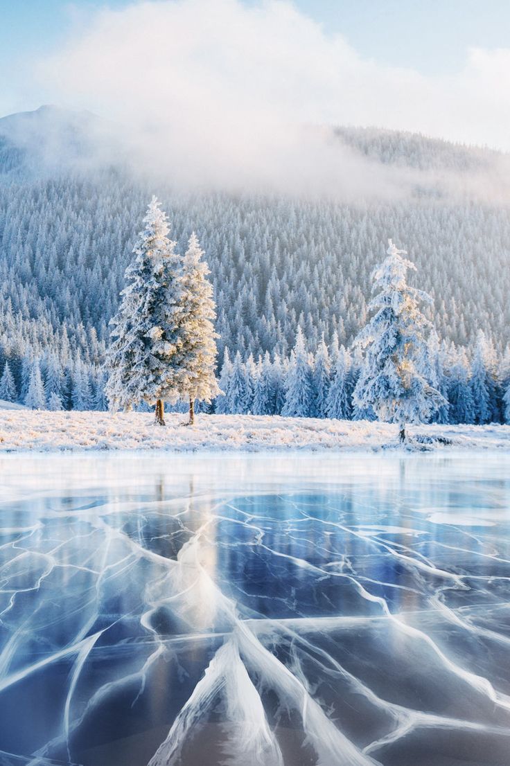 736x1106 Nature Archives