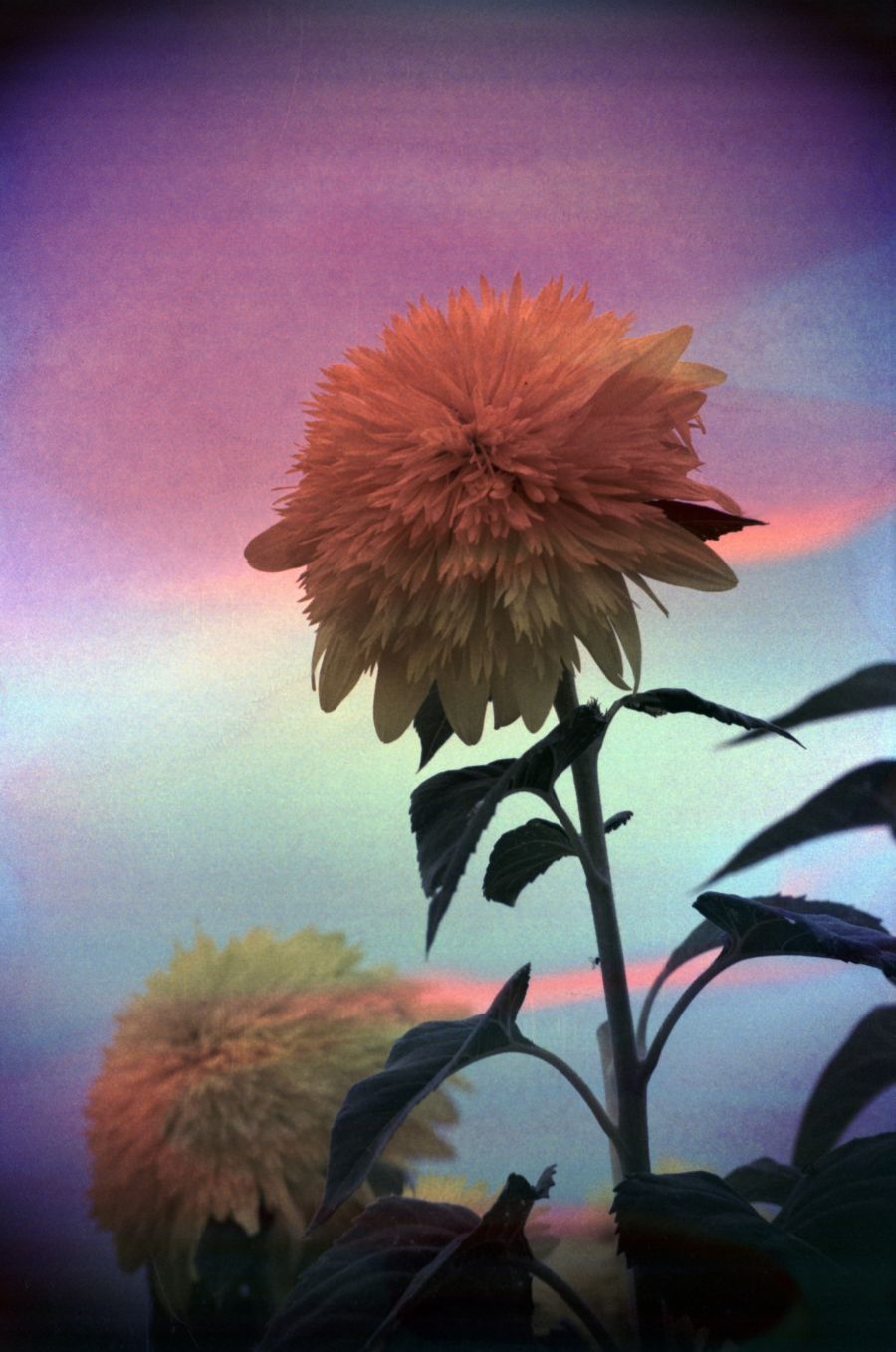 900x1358 Hanalogital Opal (Souped Film)