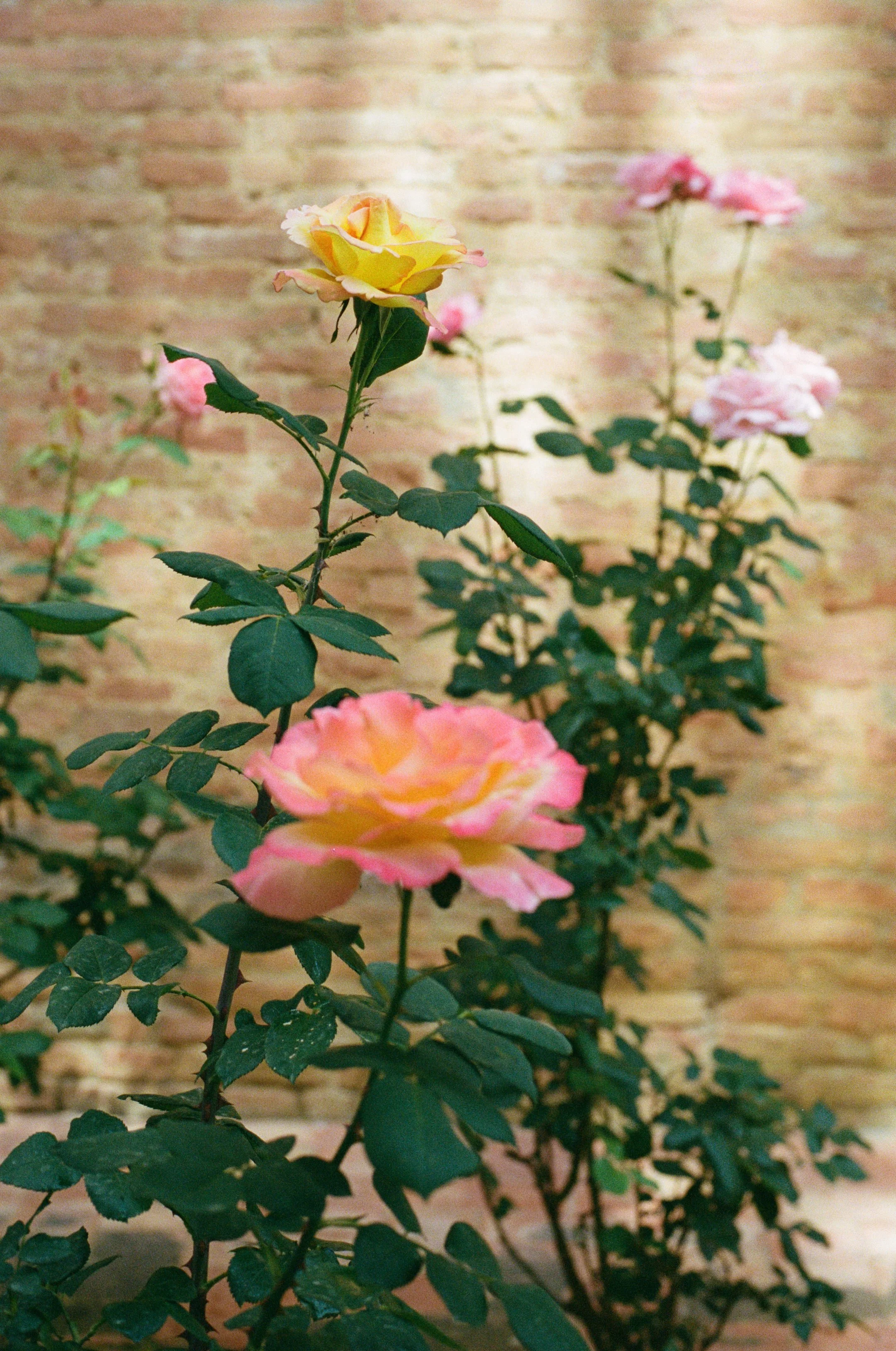 2160x3257 Siena, Italy 35mm film wedding photography