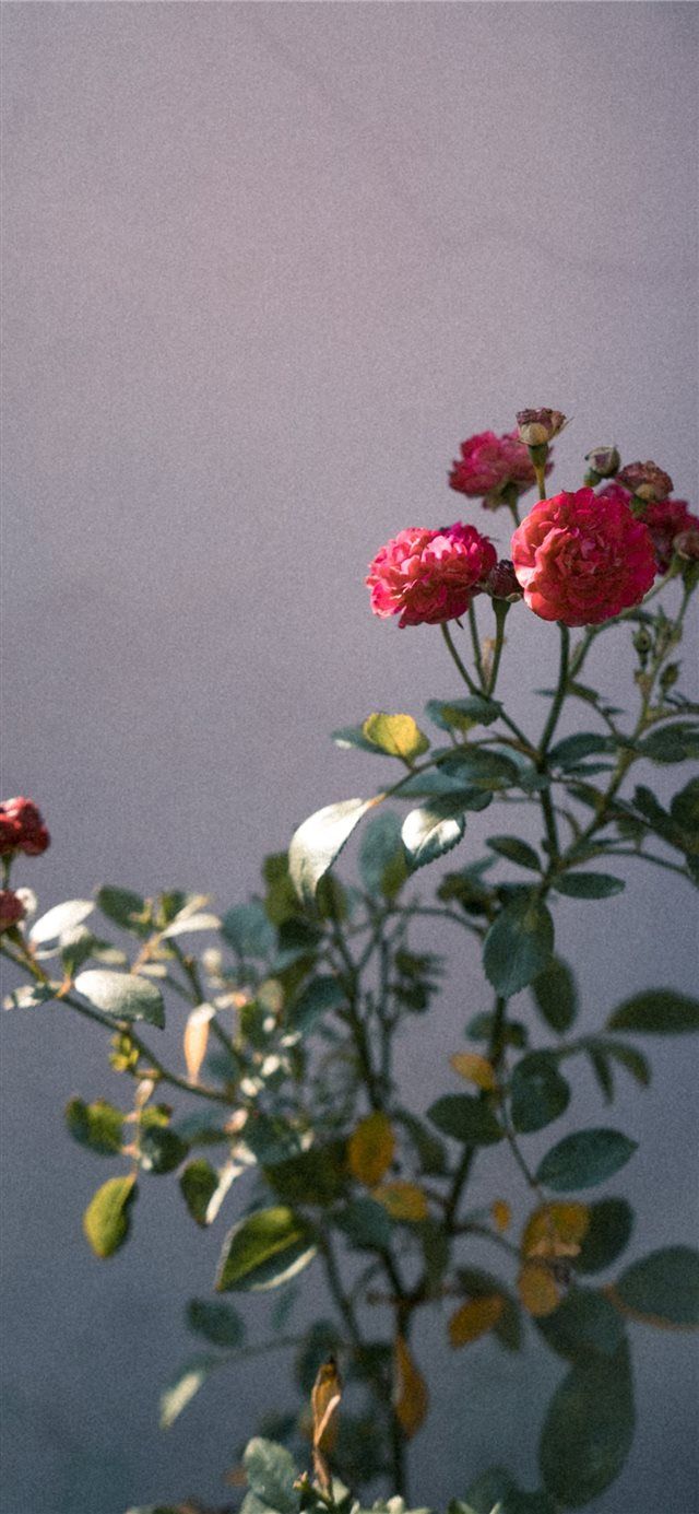 640x1385 Best 35mm film iPhone X HD Wallpaper