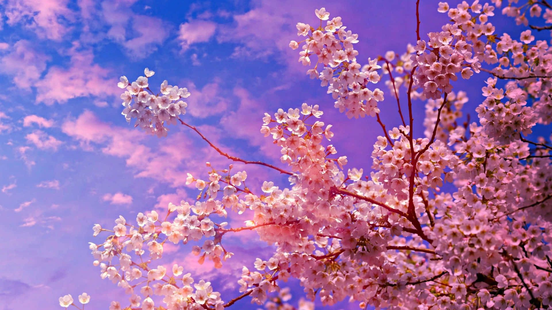 1920x1080 Sakura tree Wallpaper