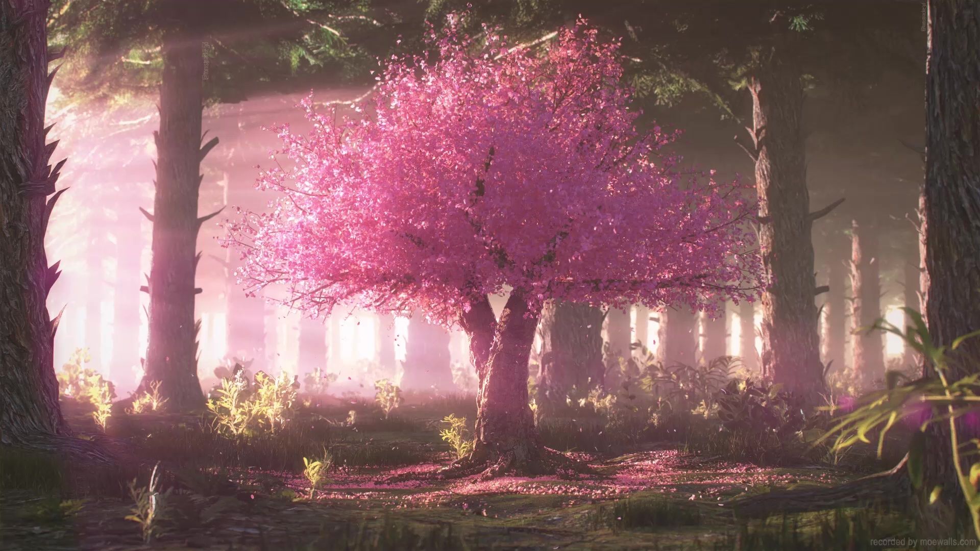 1920x1080 Cherry Blossom Tree In A Forest Live Wallpaper