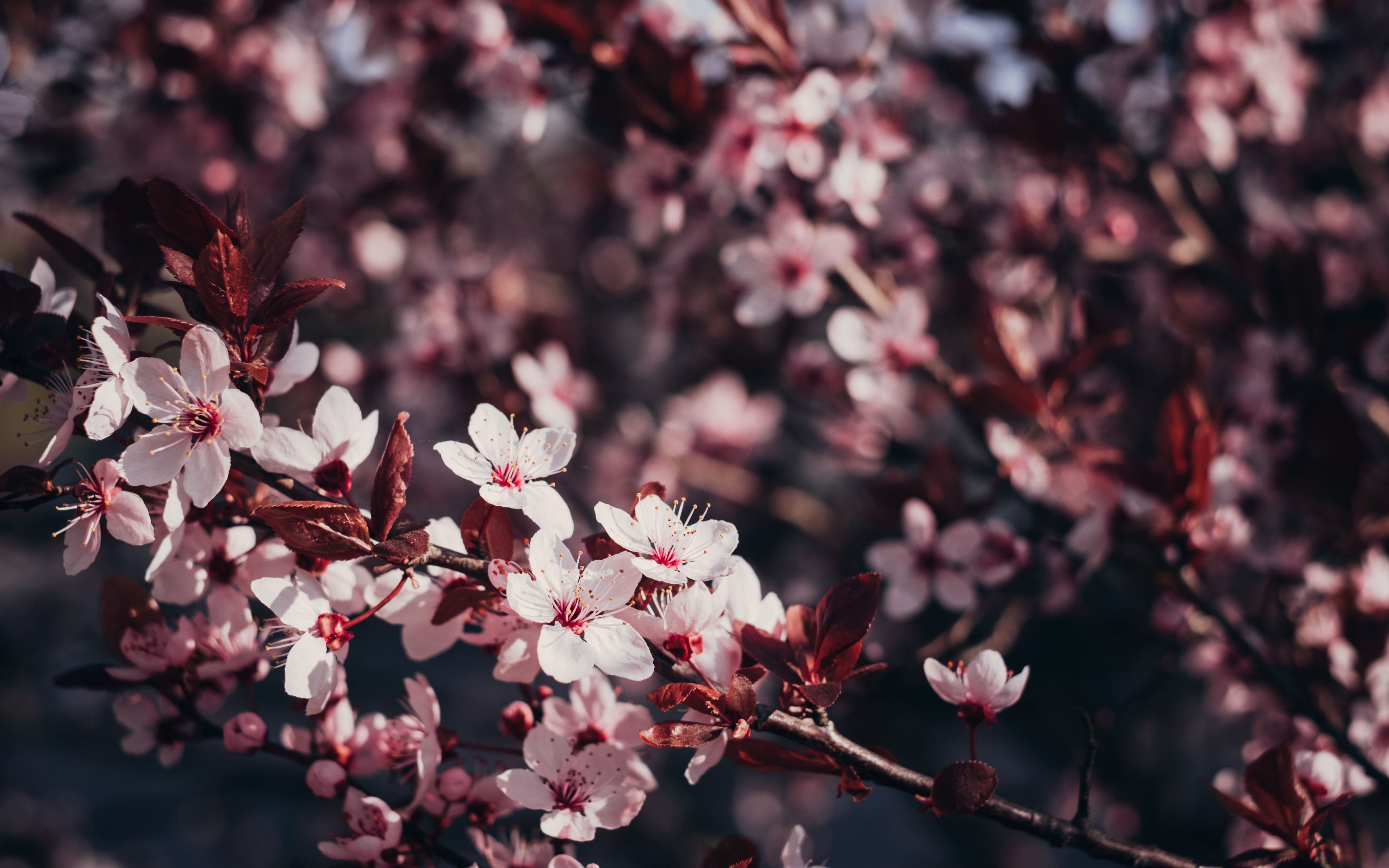 3840x2400 Download wallpaper 3840x2400 sakura, flowers, branches, bloom, tree, cherry 4k ultra HD 16:10 HD background