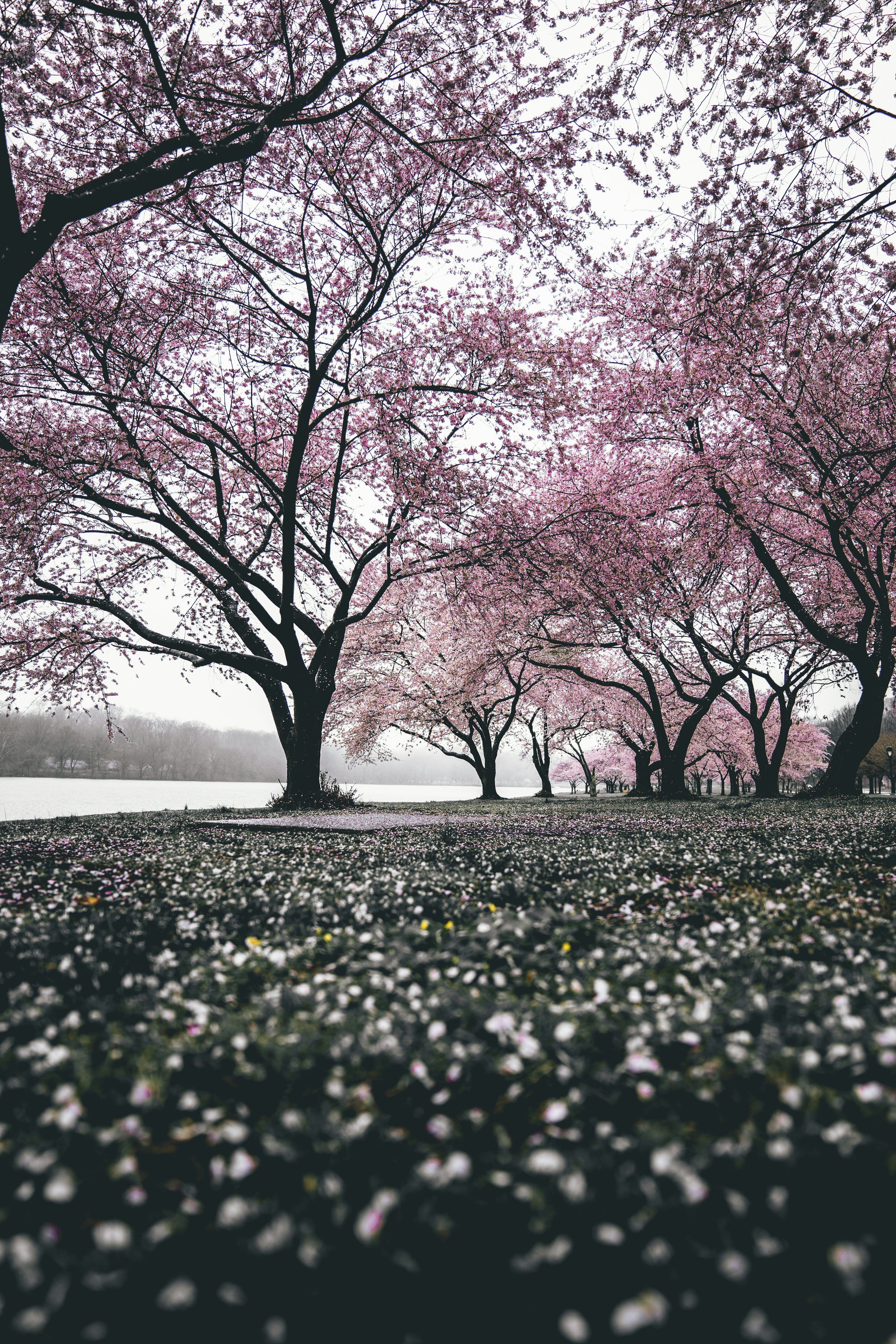 3000x4500 Cherry blossom trees