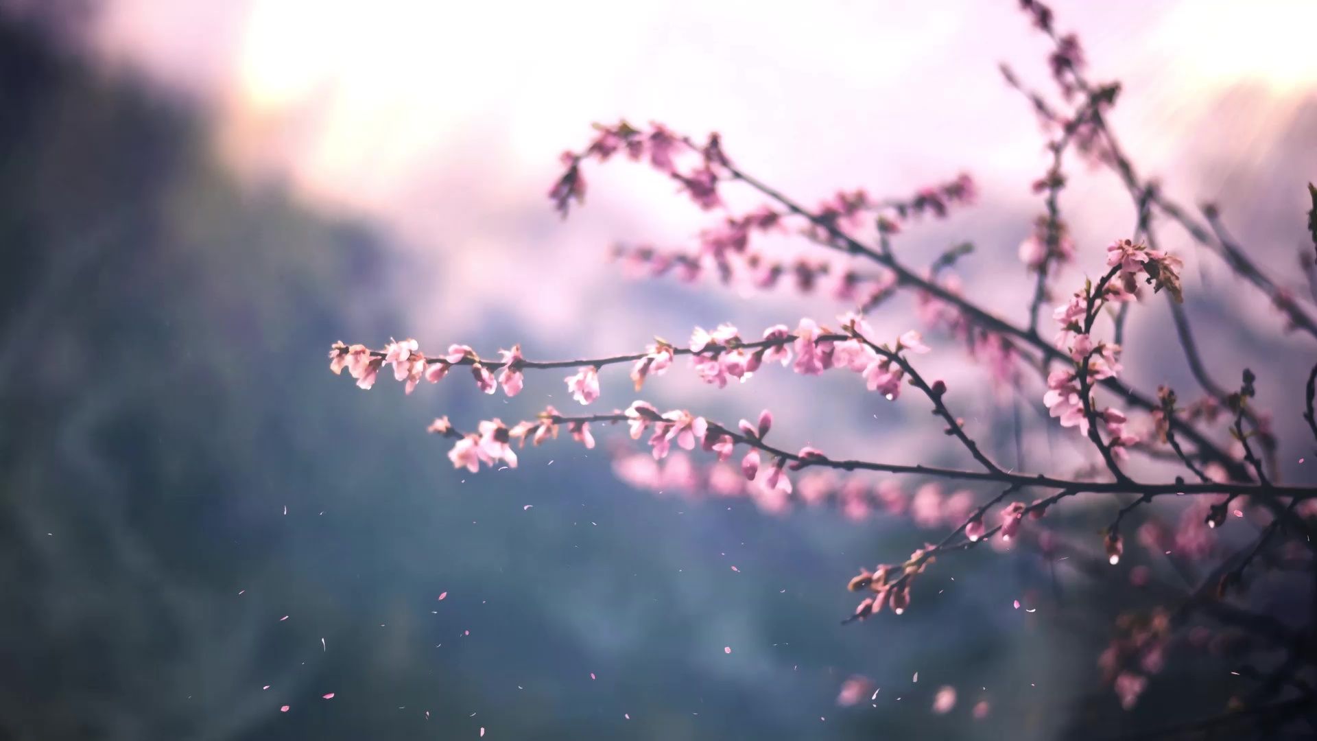 1920x1080 Sakura Tree Live Wallpaper