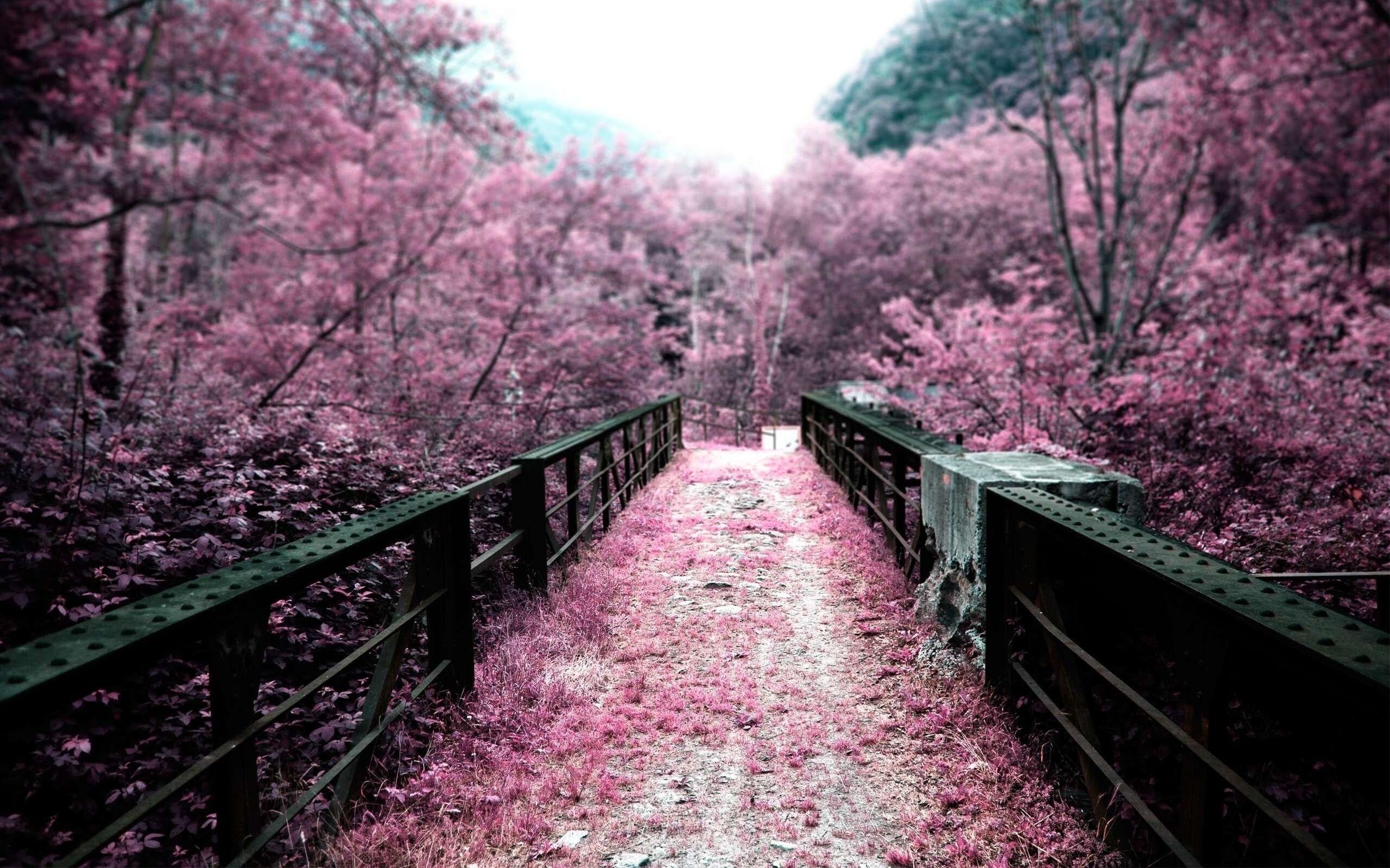 2560x1600 Sakura Wallpaper 2560x1600 56913