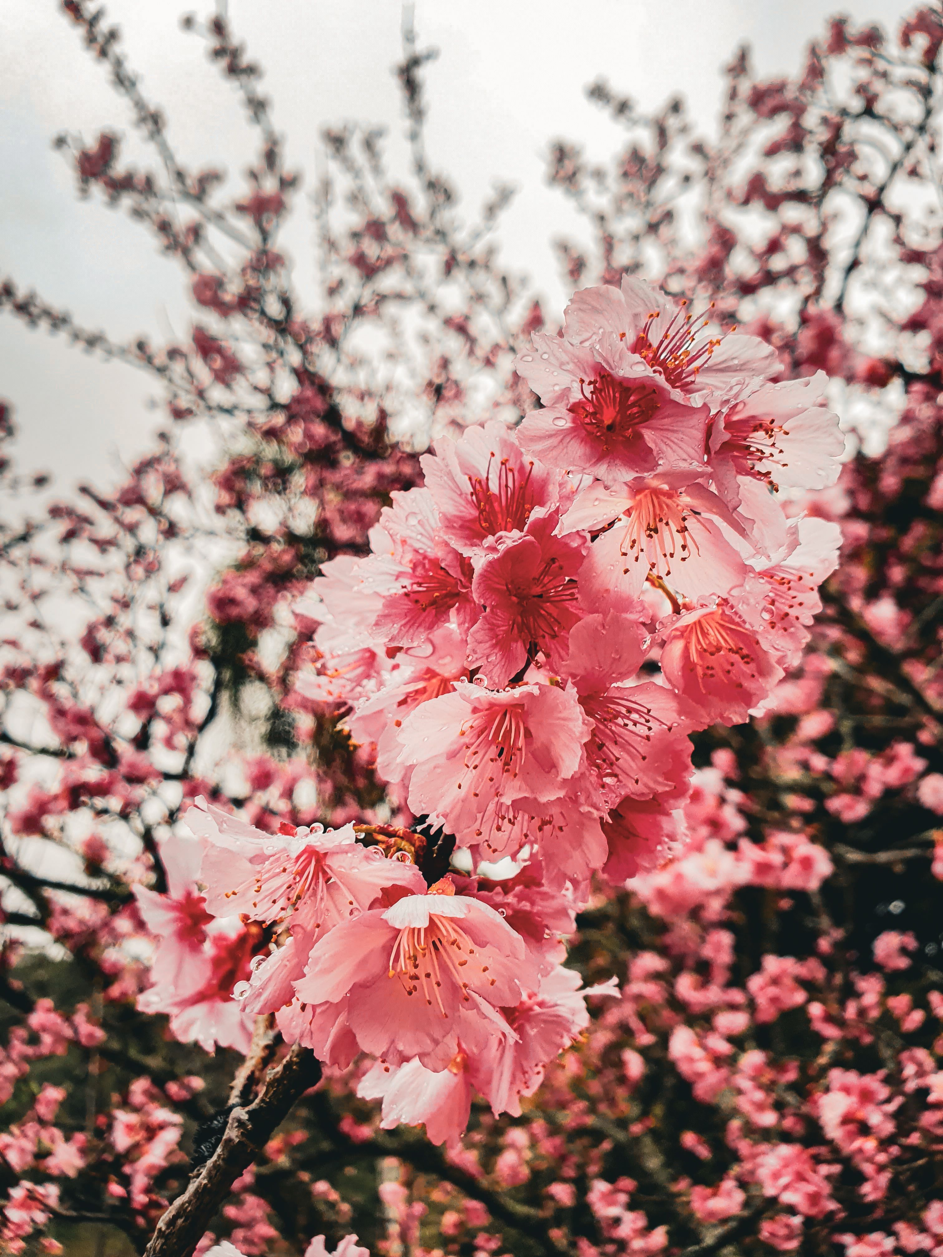 3024x4032 Sakura Tree Photo, Download The BEST Free Sakura Tree & HD Image