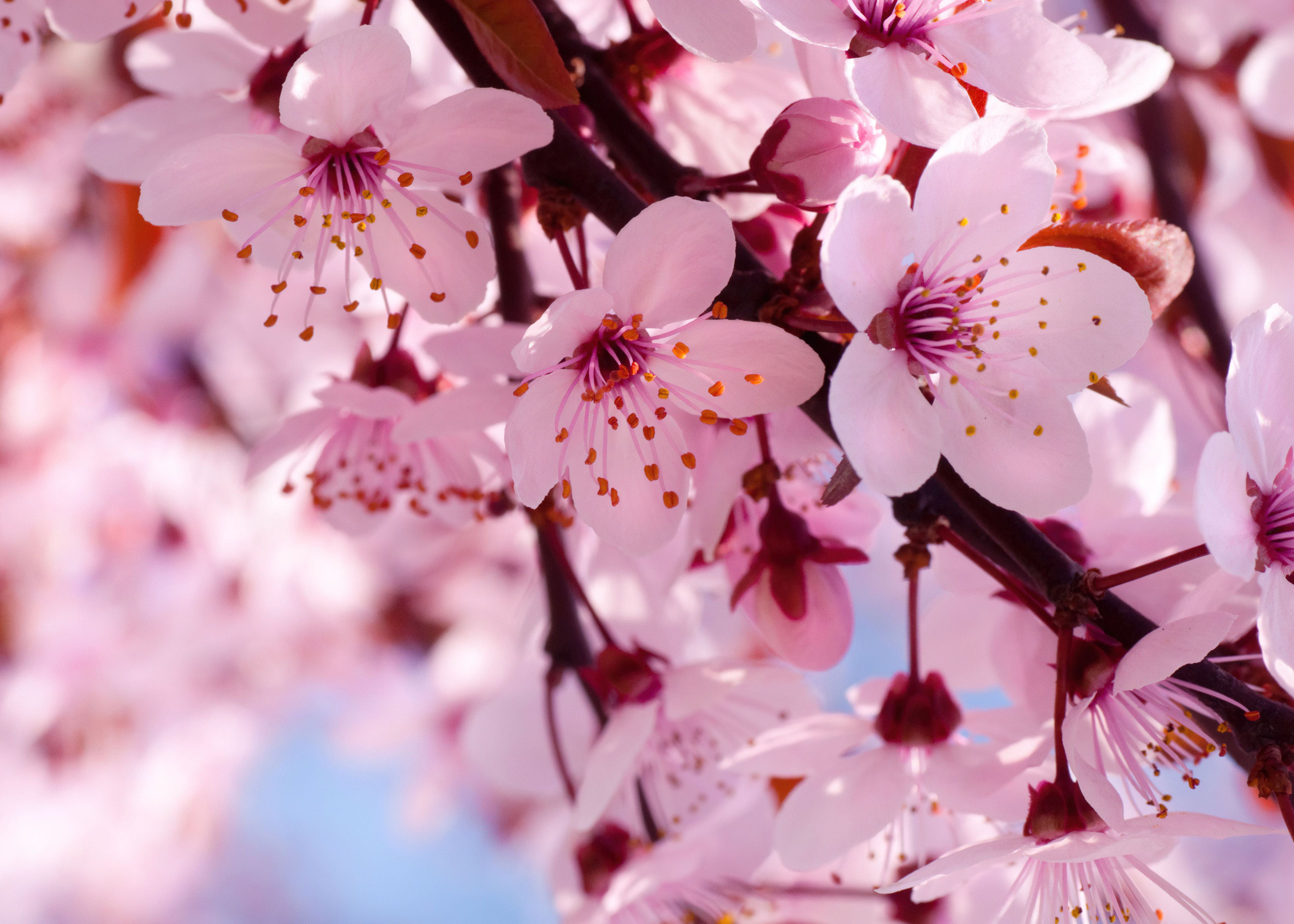 3840x2743 Sakura Wallpaper and Background