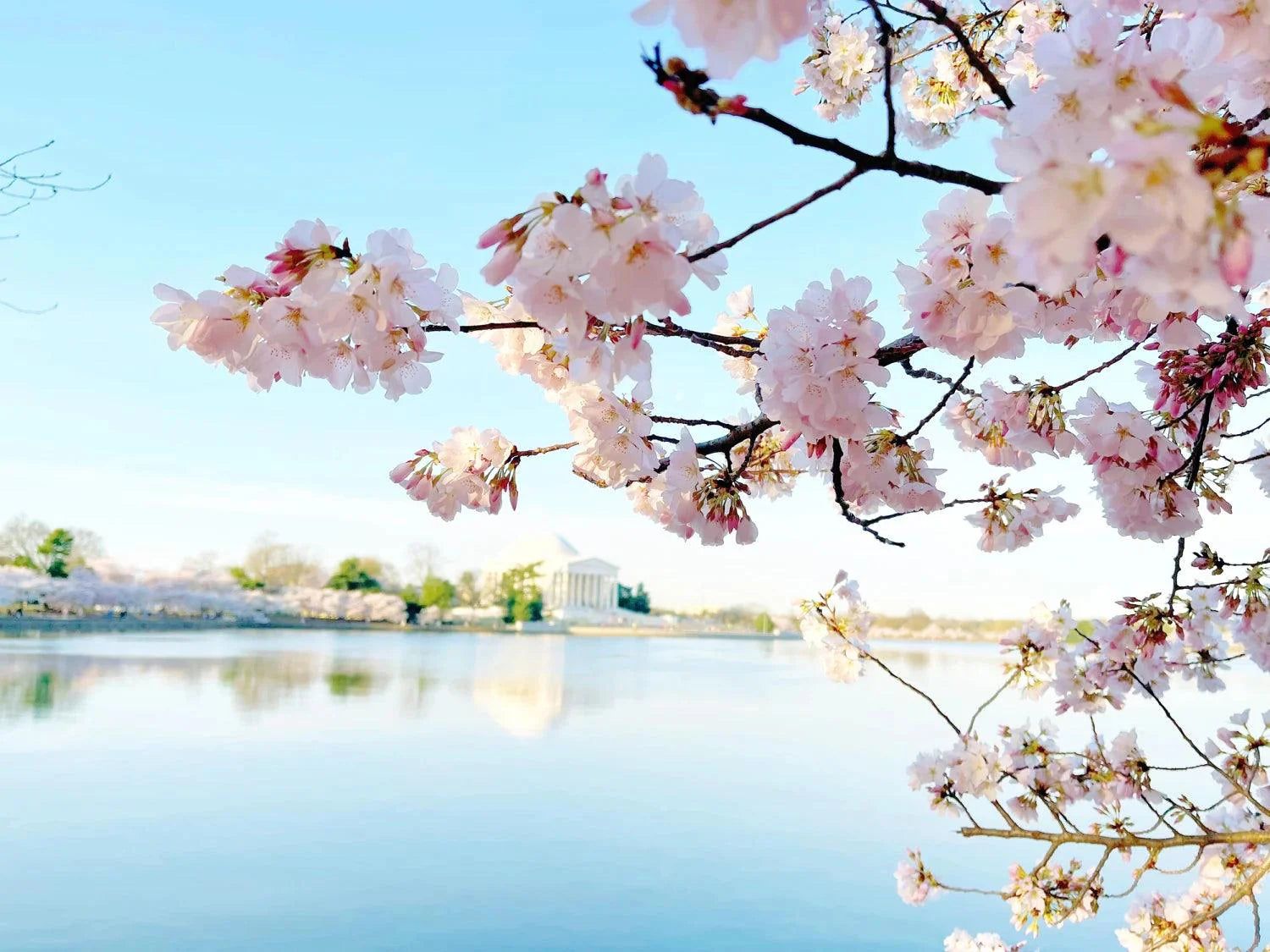 1500x1125 Sakura Tree