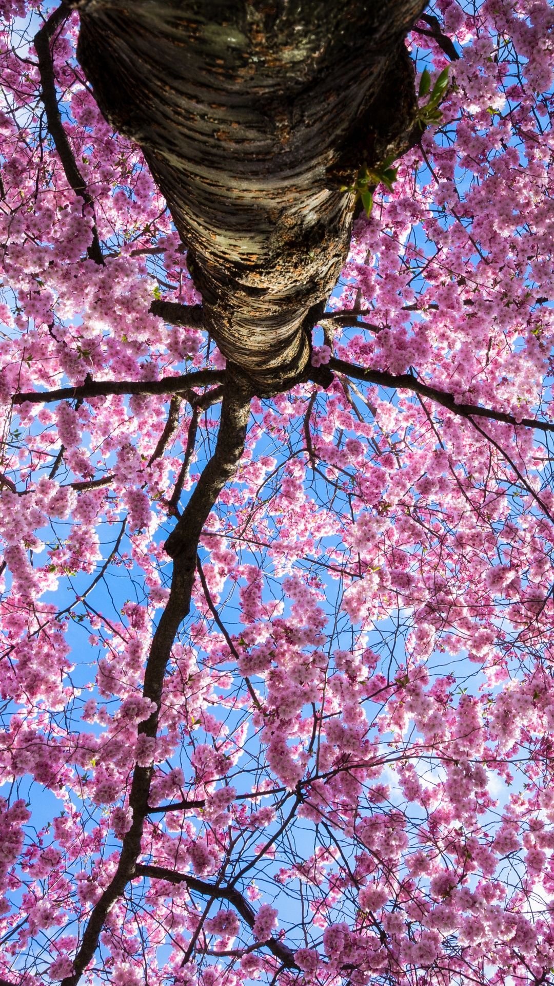 1080x1920 April, Pink Sakura, Tree, Nature Photography 4K UHD Wallpaper for UltraHD Desktop and TV : Widescreen and UltraWide Display : Smartphone and Tablet Devices