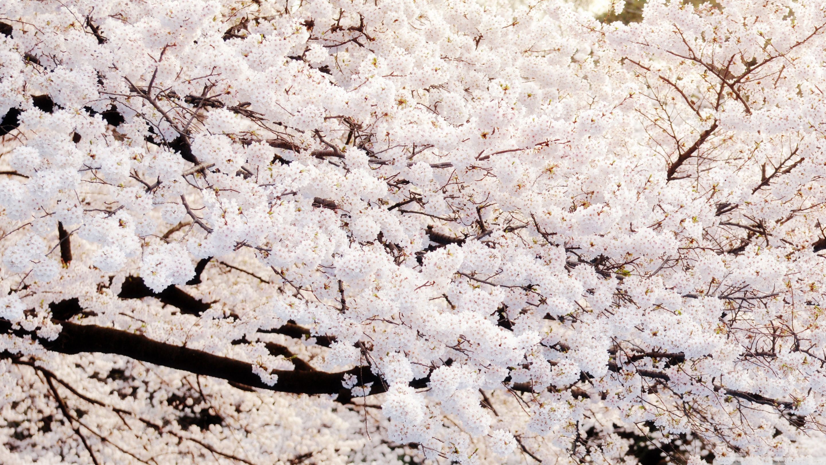 2880x1620 Sakura Tree Park 4K UHD Wallpaper for UltraHD Desktop and TV : Widescreen and UltraWide Display : Dual Monitor : Smartphone and Tablet Devices
