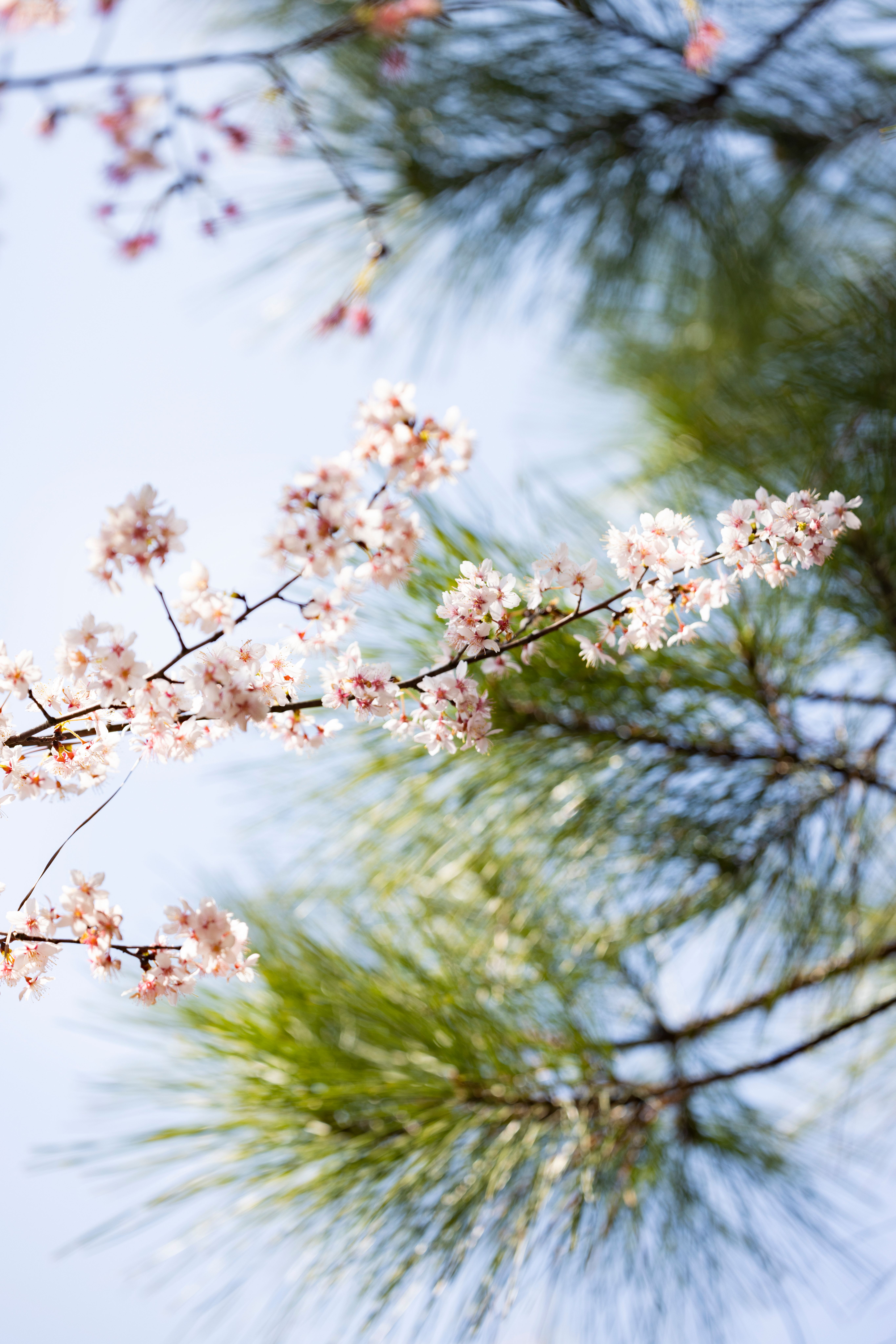 5464x8192 Branch of a Sakura Tree · Free