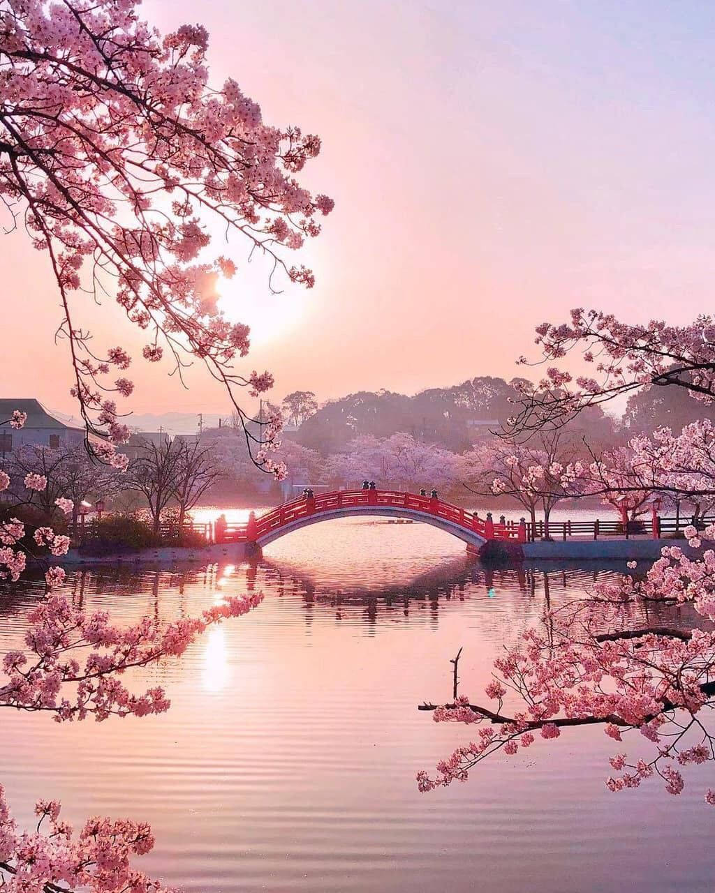 1024x1280 Download Cute Spring Pink Lake Bridge Wallpaper