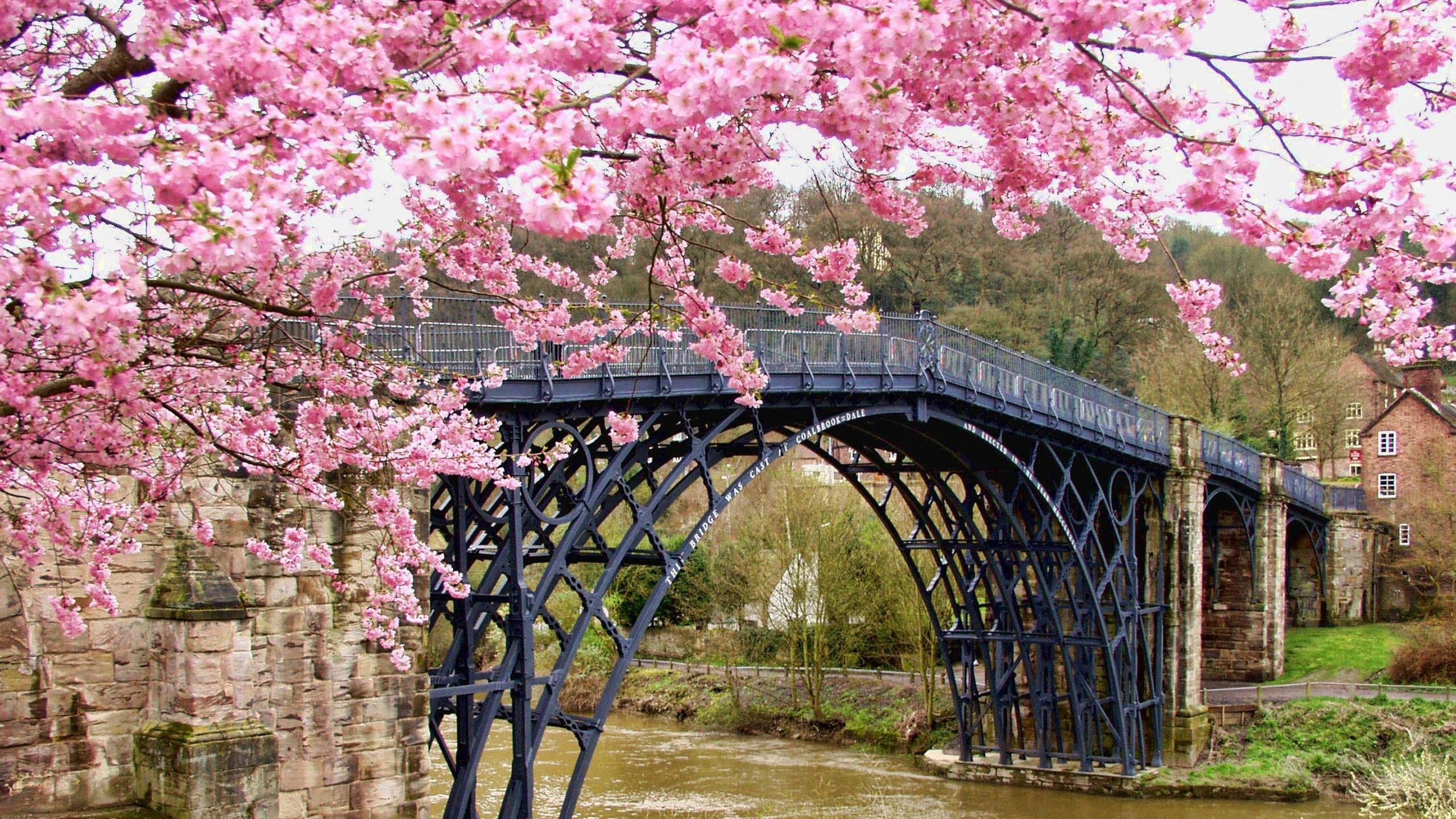 2560x1440 Pink Blossom Flowers And Bridge Above River HD Nature Wallpaper