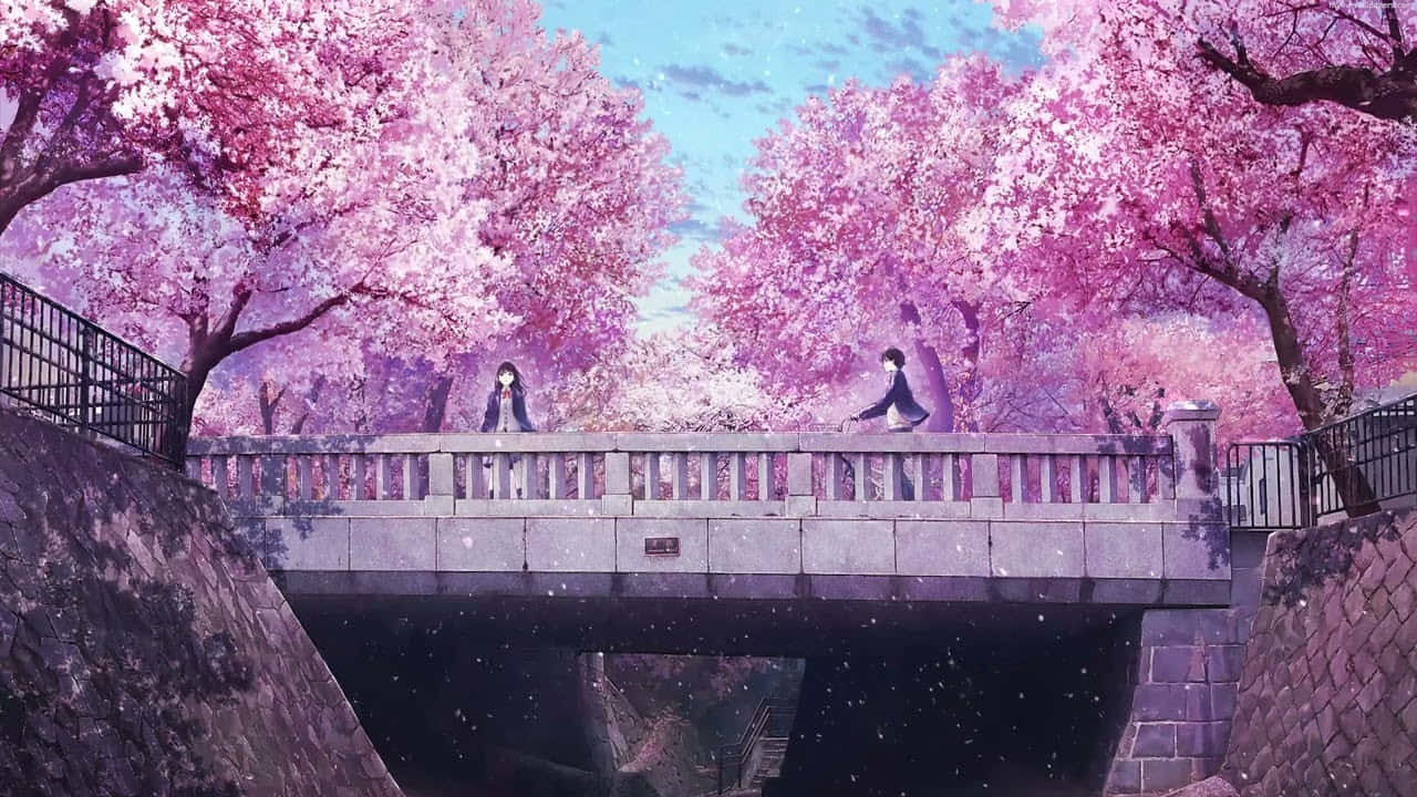 1280x720 Download Cherry Blossoms Anime Scenery Girl Standing On Bridge Wallpaper
