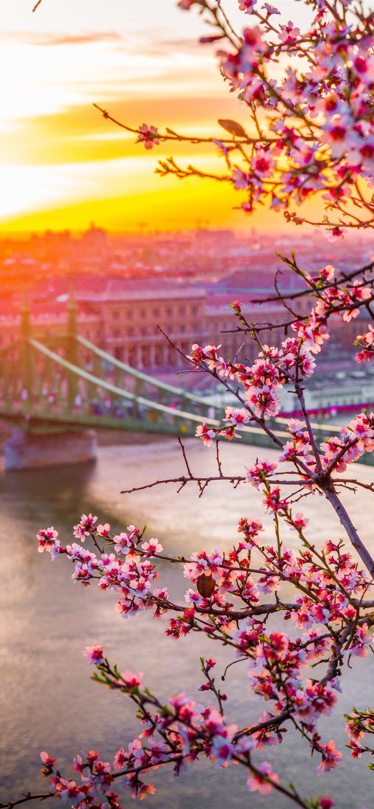 1242x2688 Spring Bridge Wallpaper