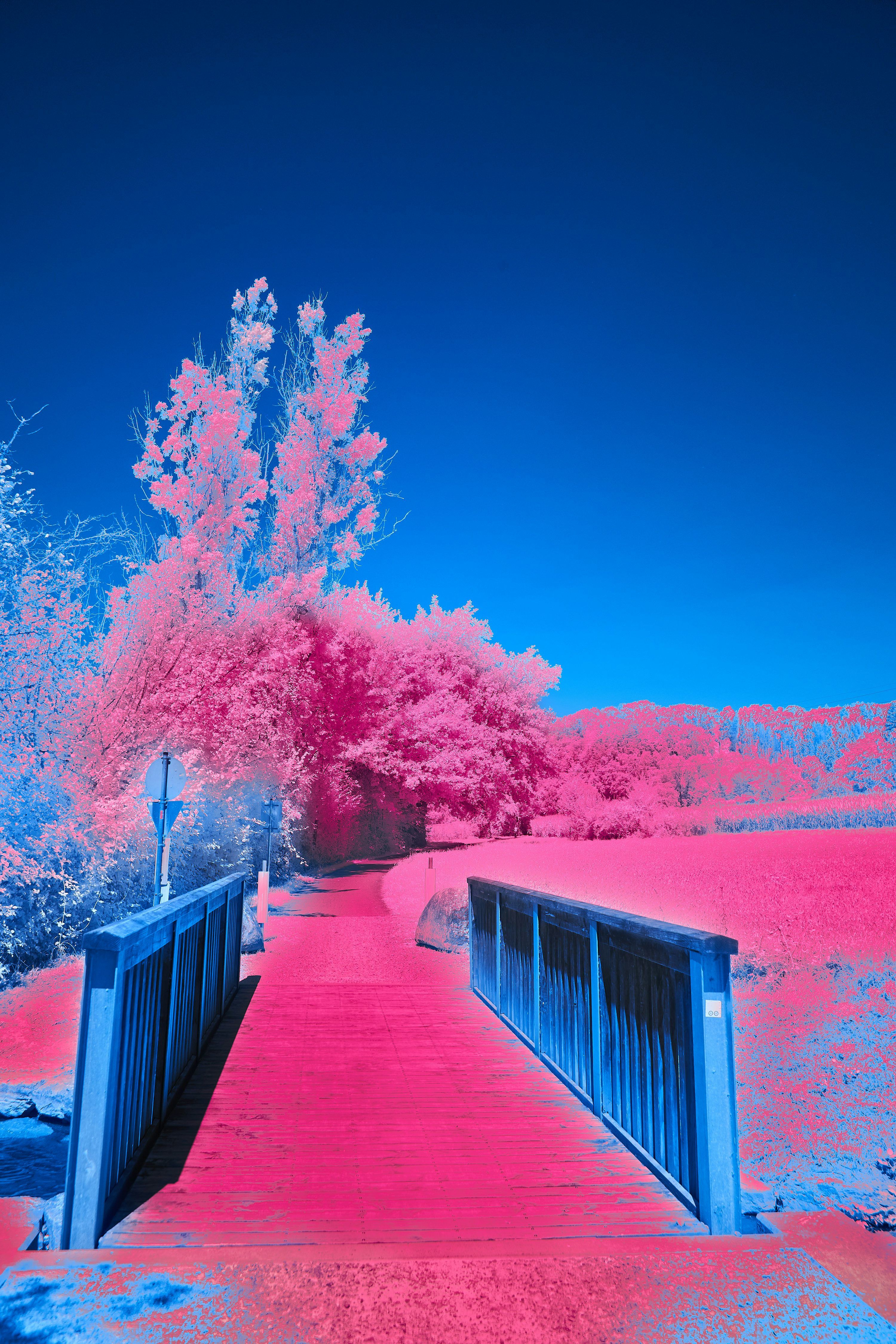 3000x4500 A blue bridge with pink trees on either side of it