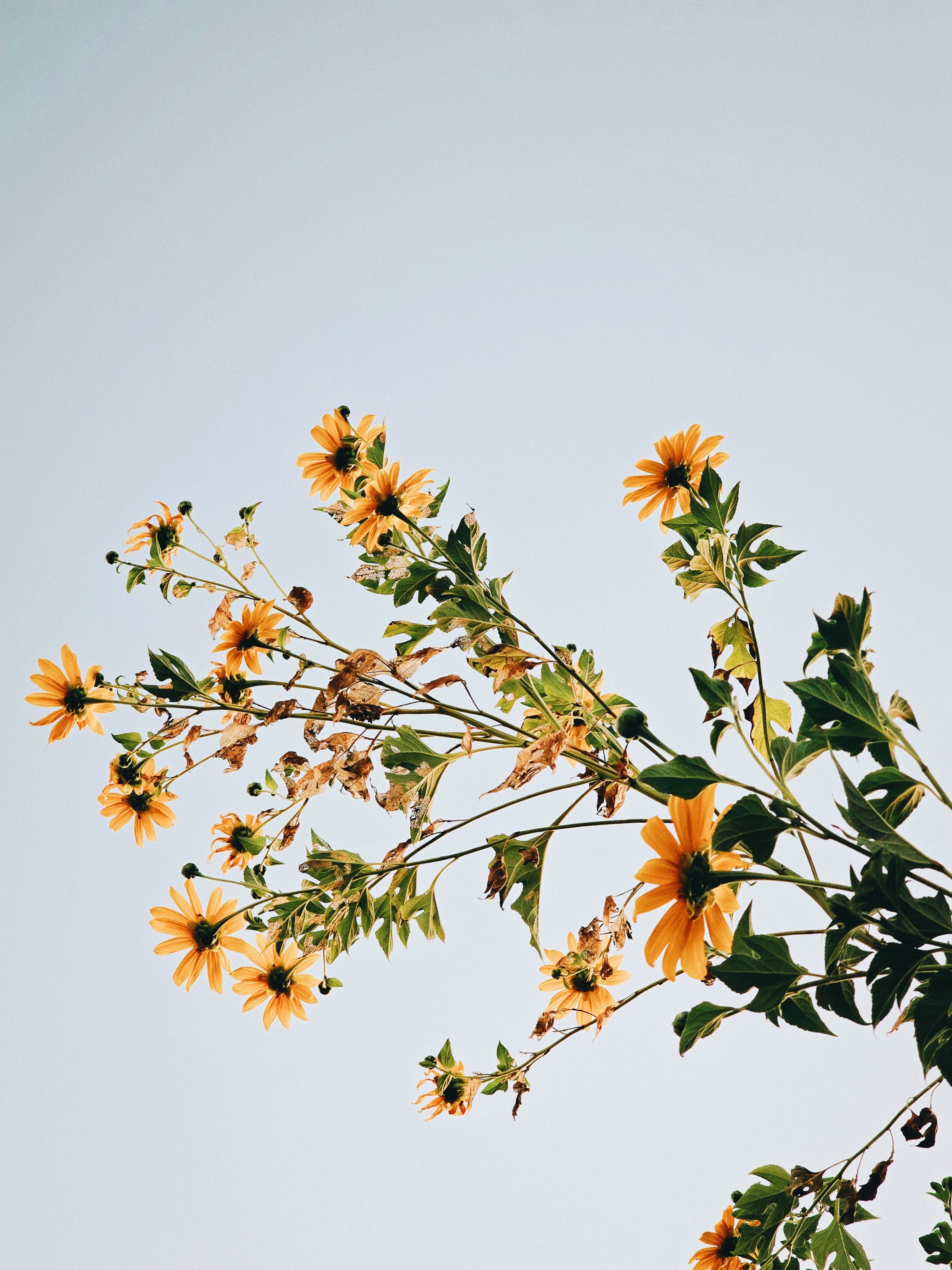3000x4000 Pinterest Aesthetic Wallpaper Photo, Download The BEST Free Pinterest Aesthetic Wallpaper & HD Image