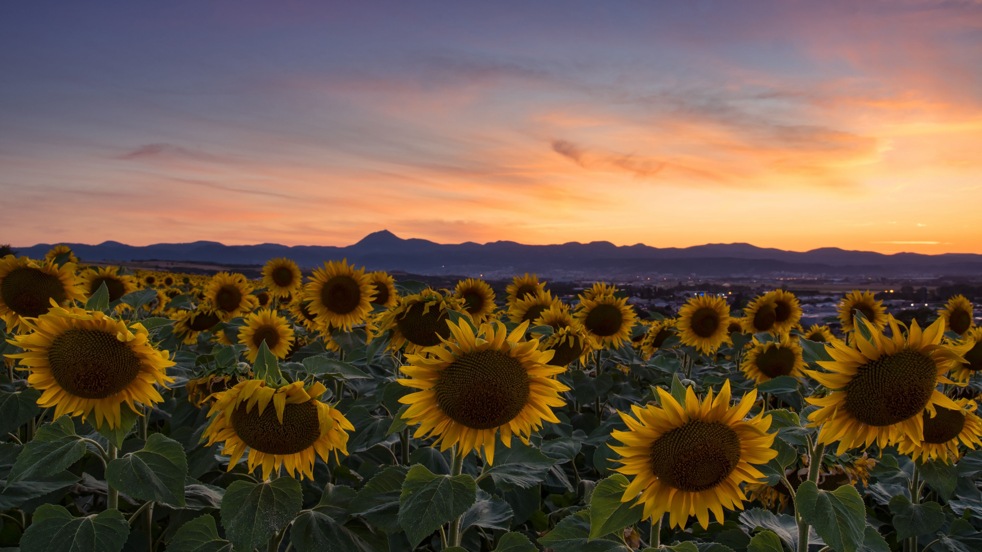 3840x2160 Sunflower Horizon