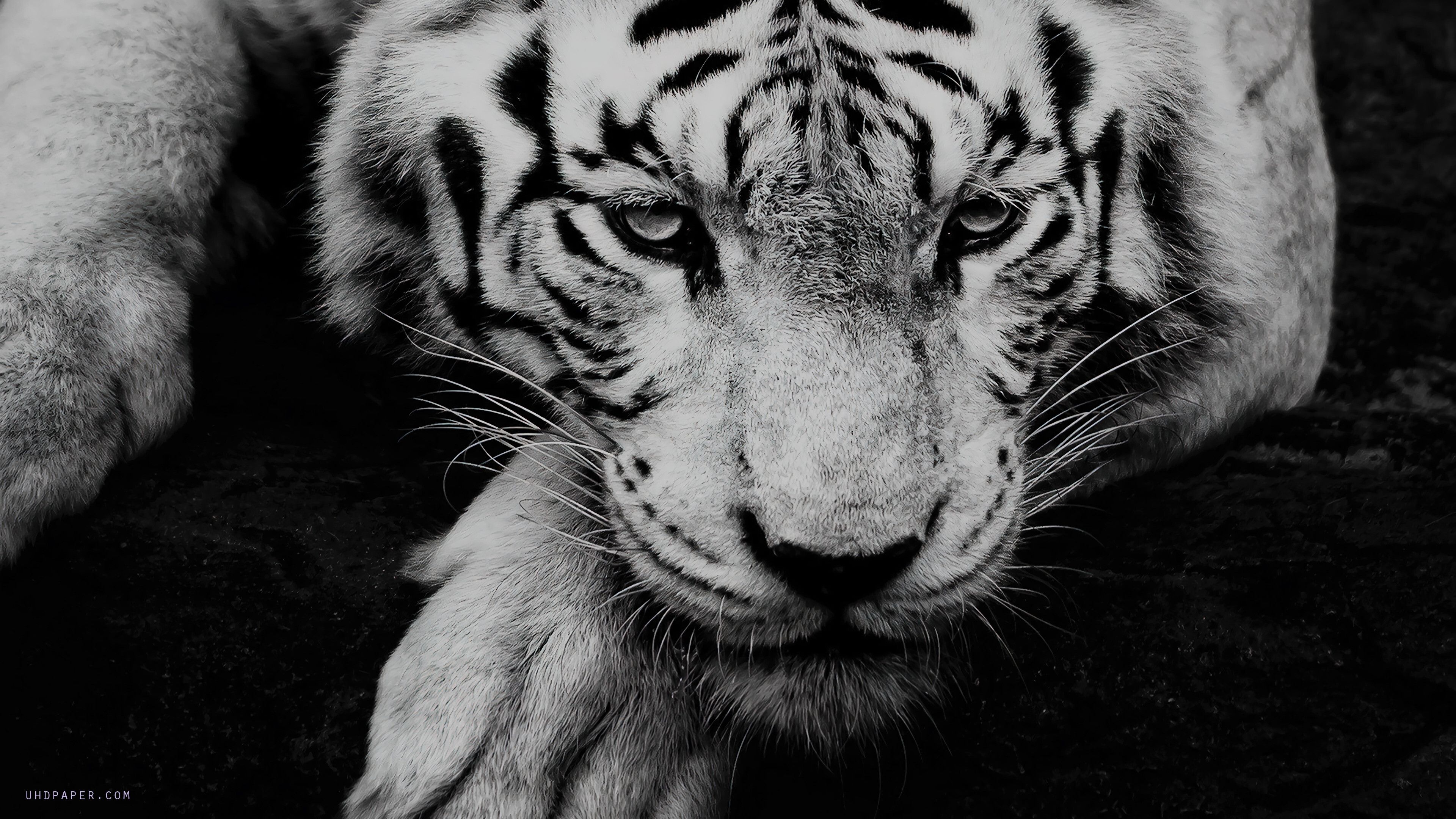 3840x2160 White Tiger Wallpaper 4K HD PC f