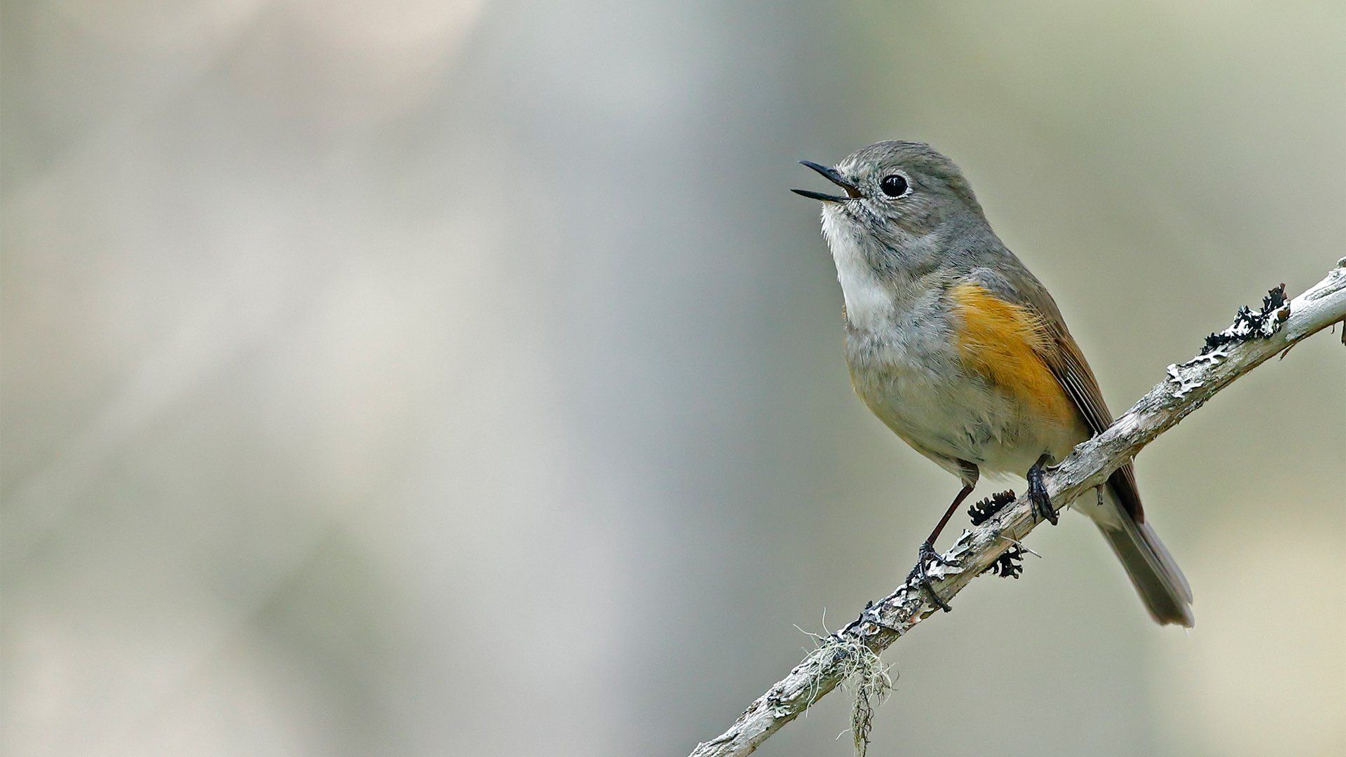 1920x1080 Wildlife photography with the Canon EOS 90D
