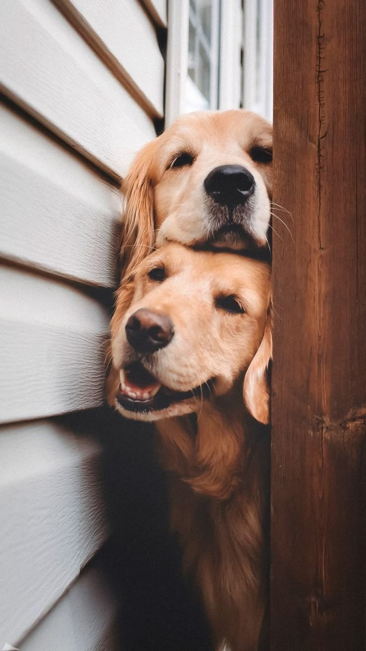 736x1307 Adorable Golden Retriever Dogs Peeking Out. Labrador wallpaper iphone, Golden retriever background, Golden retriever wallpaper