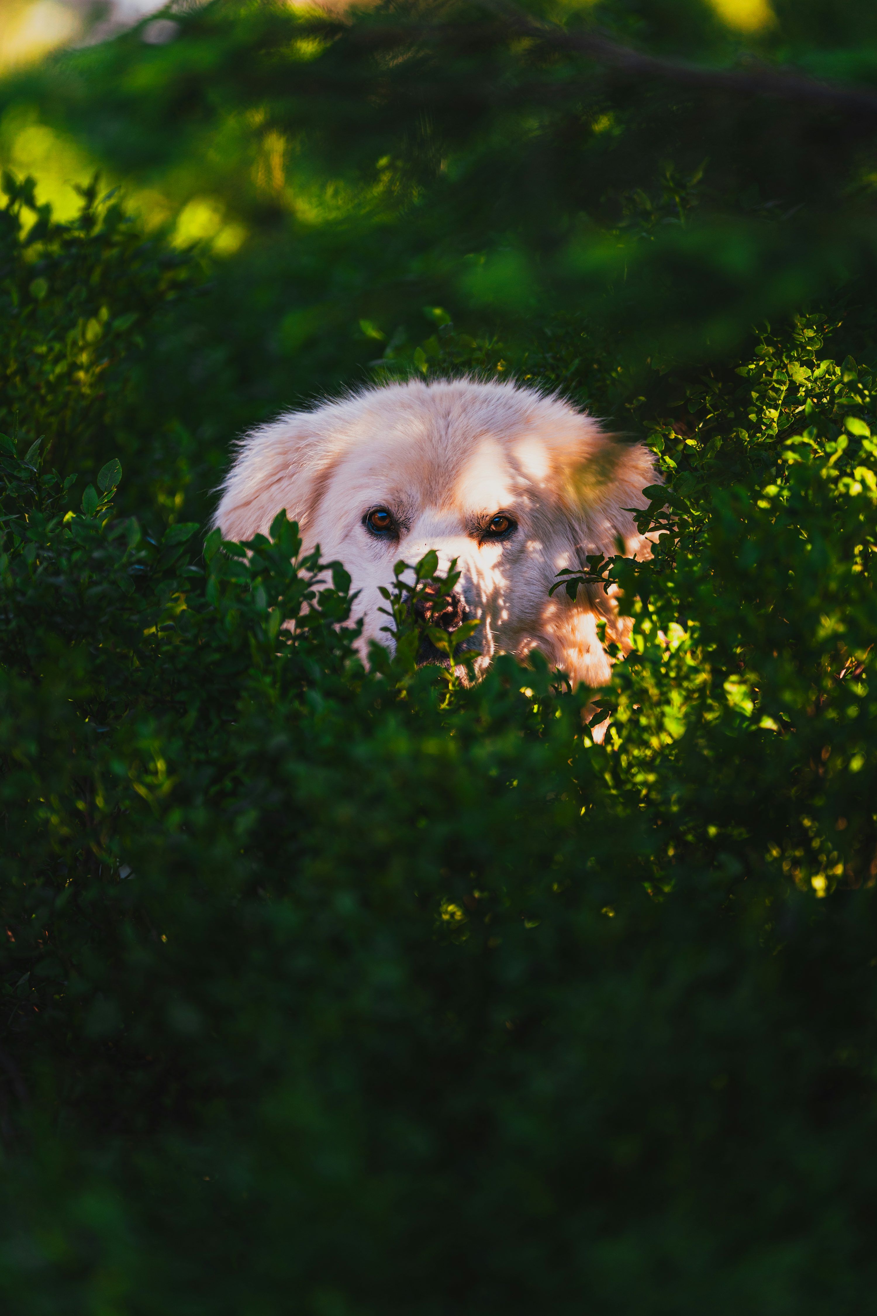 3000x4500 A white dog peeking out from the bushes