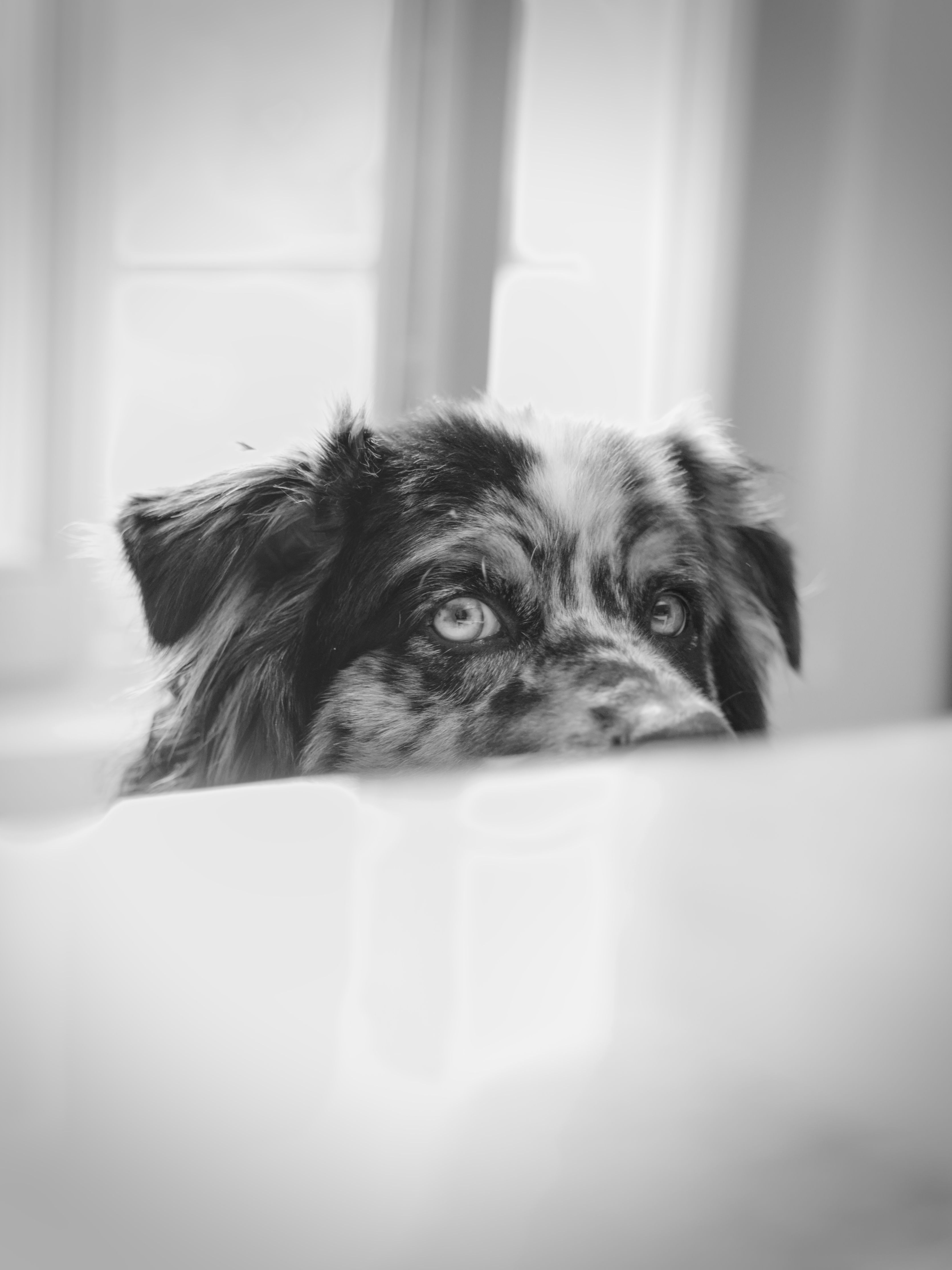3342x4457 Adorable Dog Peeking Over Dining Table · Free