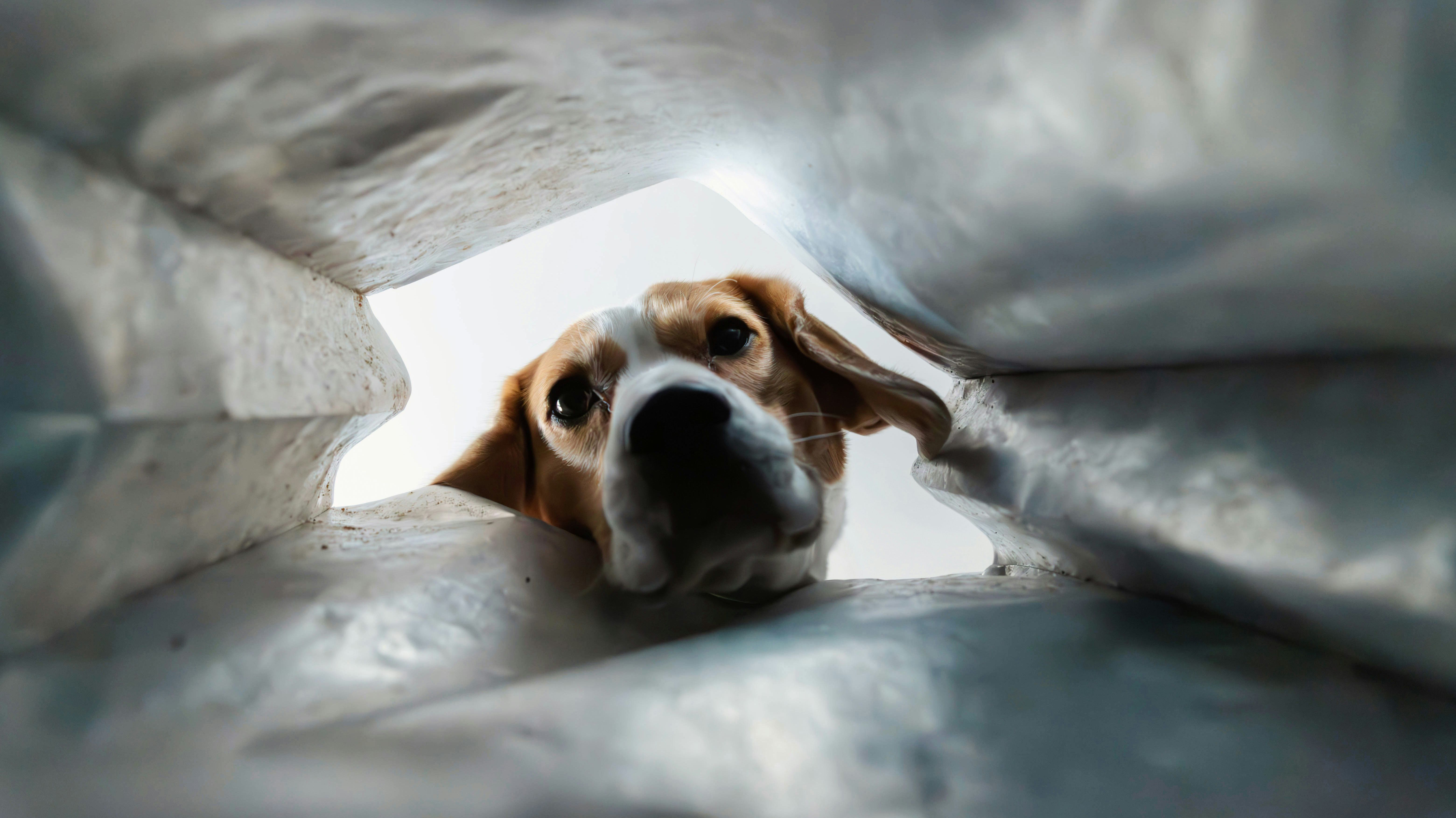 6240x3510 Curious Dog Peeking Into A Bag Wallpaper, HD Animals Wallpaper, 4k Wallpaper , Image, Background, Photos and Picture