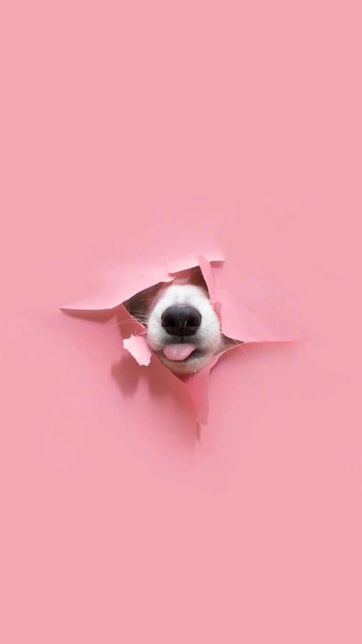 736x1308 Playful Dog Sticking Its Head Out of a Hole. Creative dog photography tips, Cute dog