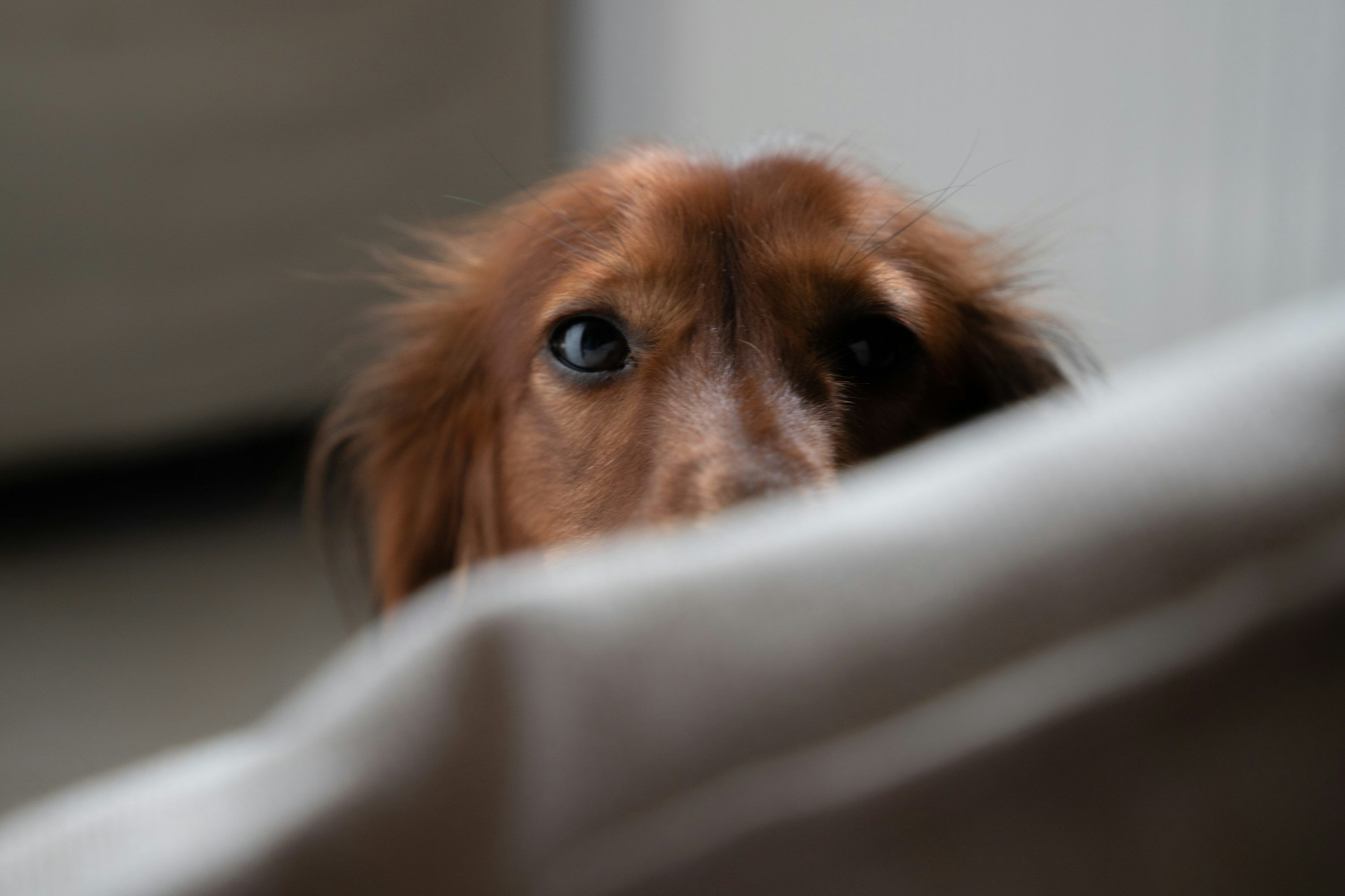 3000x2000 A dog peeking through a hole in a wall