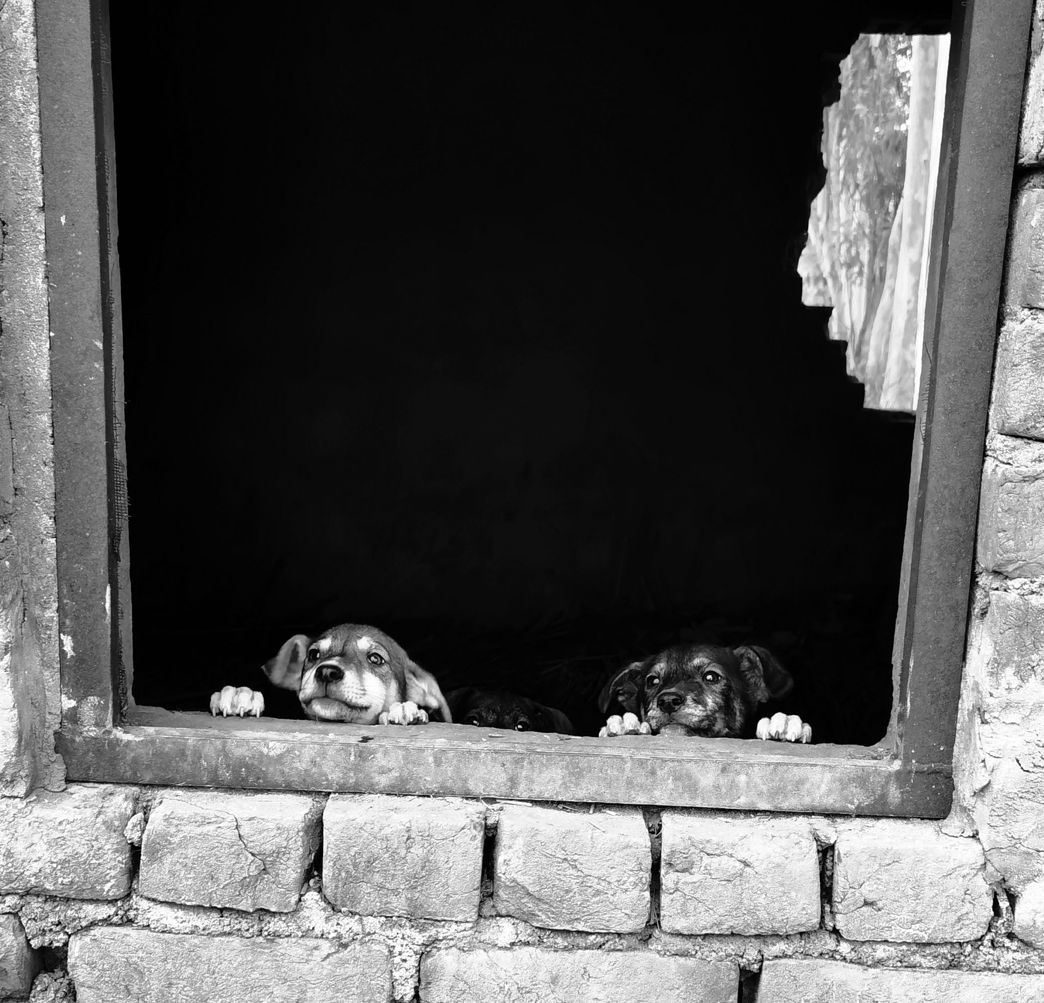 2092x2010 Adorable Puppies Peeking Out Brick Window · Free