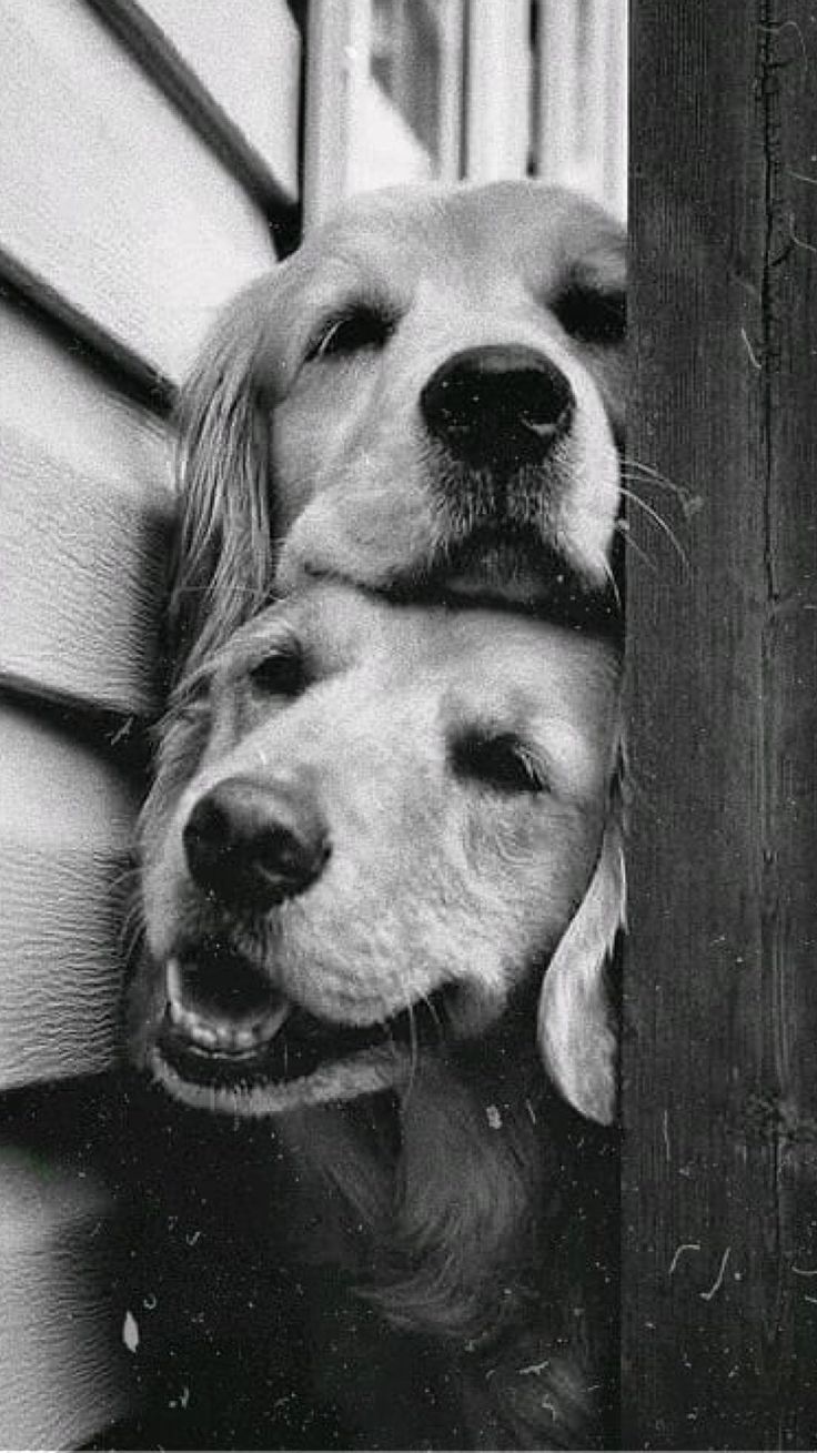 736x1309 Cuties