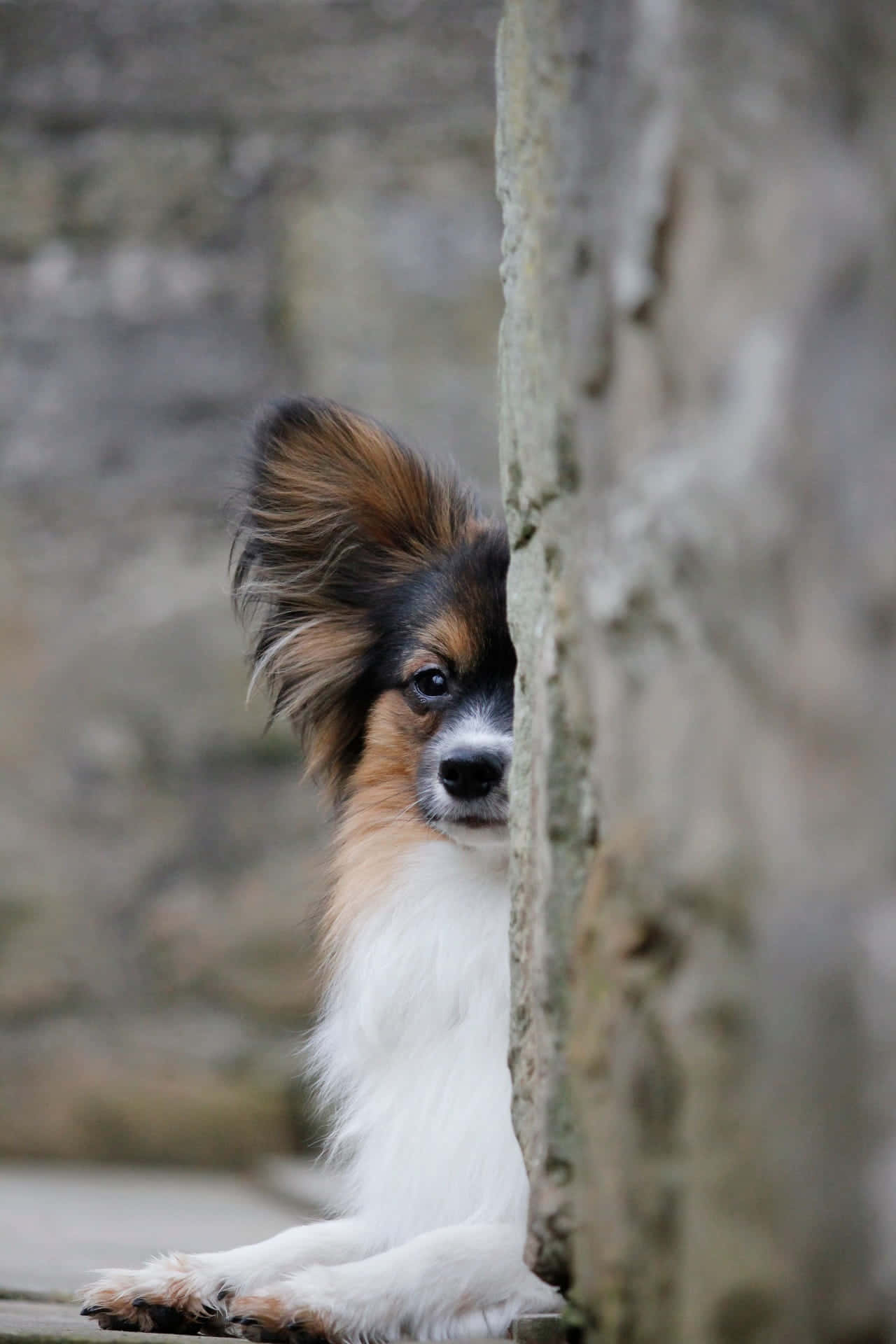 1280x1920 Download Papillon Dog Peeking Around Corner Wallpaper
