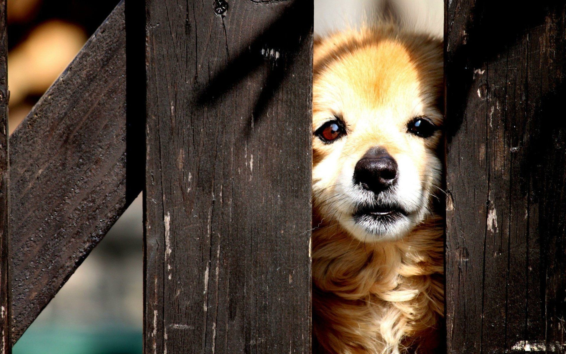 1920x1200 Adorable Puppy Peeking Through Fence Cute Animal Wallpaperx1600