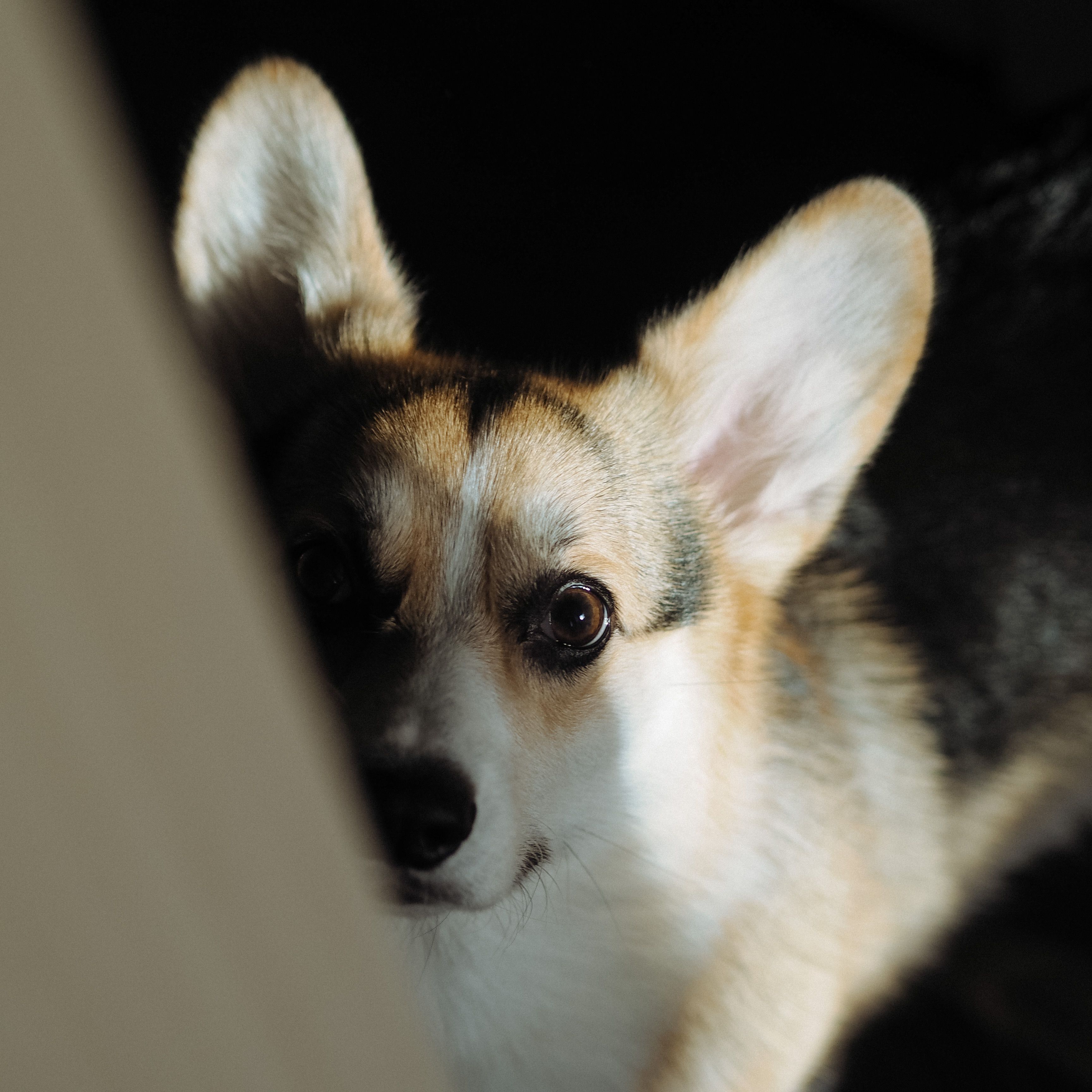3456x3456 Photograph of a Corgi Dog · Free